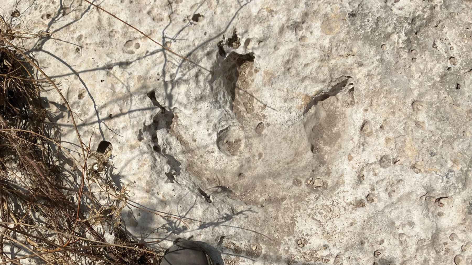 Large three-toed dinosaur footprint exposed in limestone after flooding near Sandy Creek in Central Texas.
