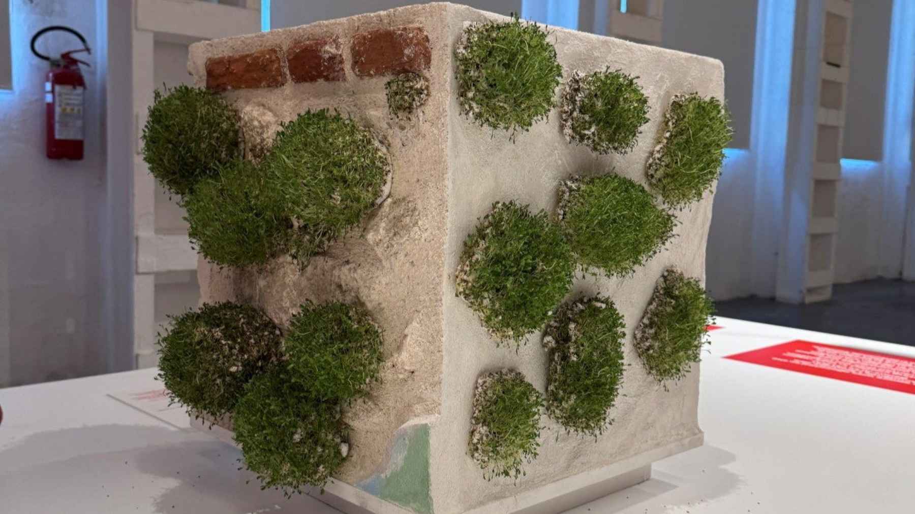 Biodegradable Green Anarchy wall sticker applied to a cracked urban facade to grow plants and small vertical gardens