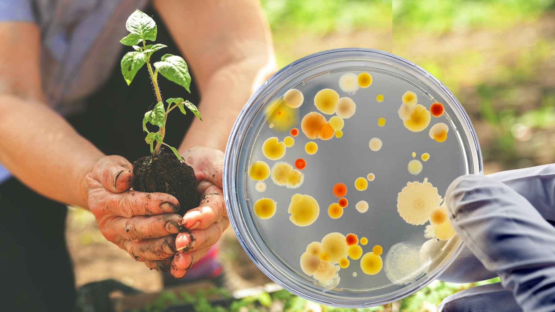 Soil bacteria research in Oaxaca linked to sustainable agriculture and natural biofertilizer development