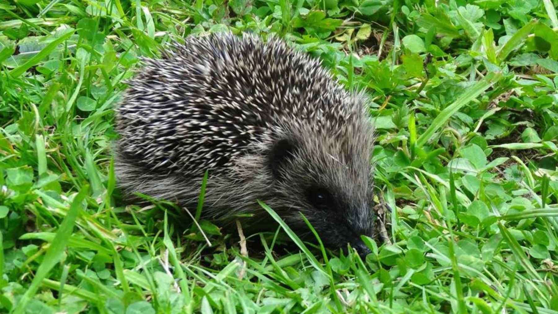 Western European hedgehog walking through green grass with visible protective spines