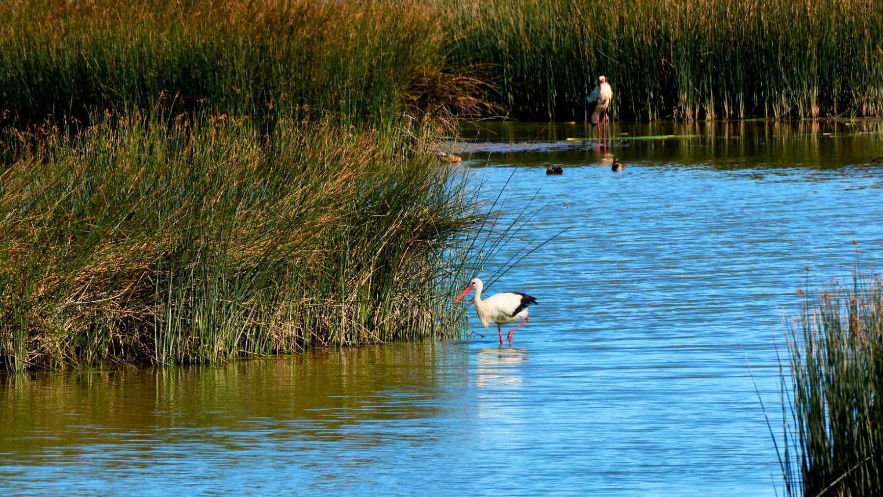 White stork standing in a wetland surrounded by water and vegetation, representing wildlife in protected ecosystems like Doñana.