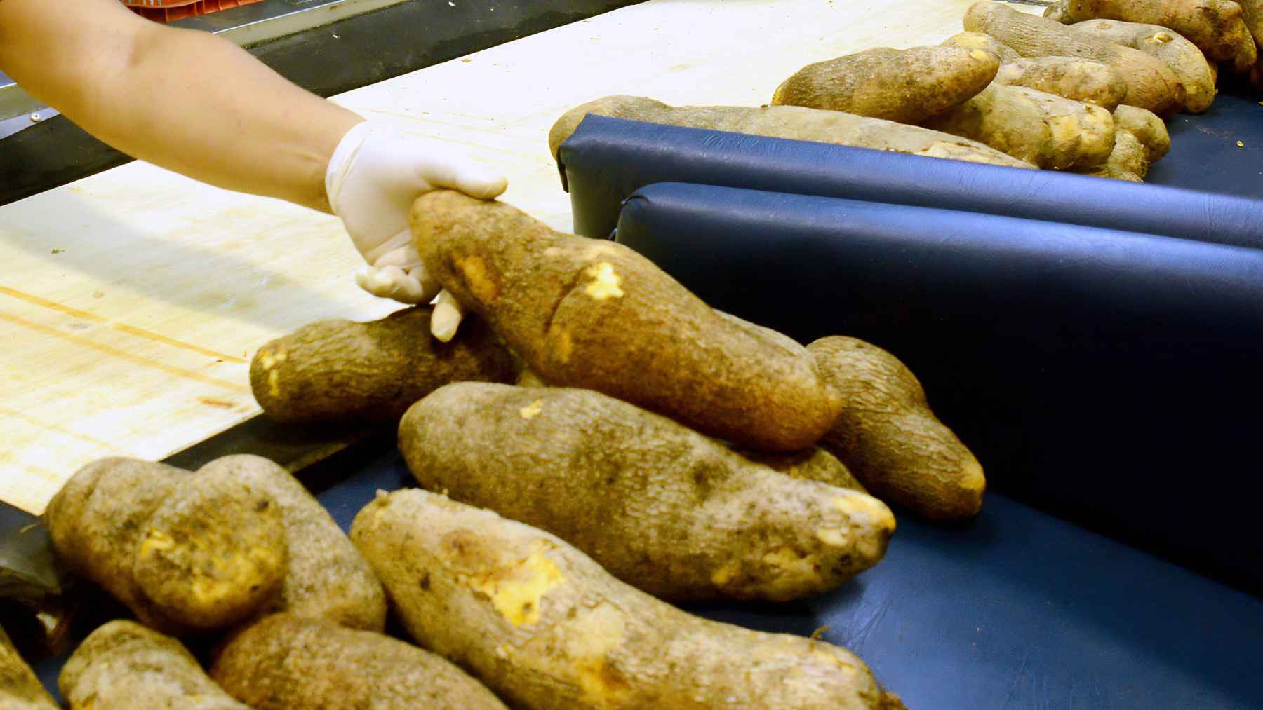 Fresh yams displayed as a nutritious tuber linked to potential brain health and memory benefits