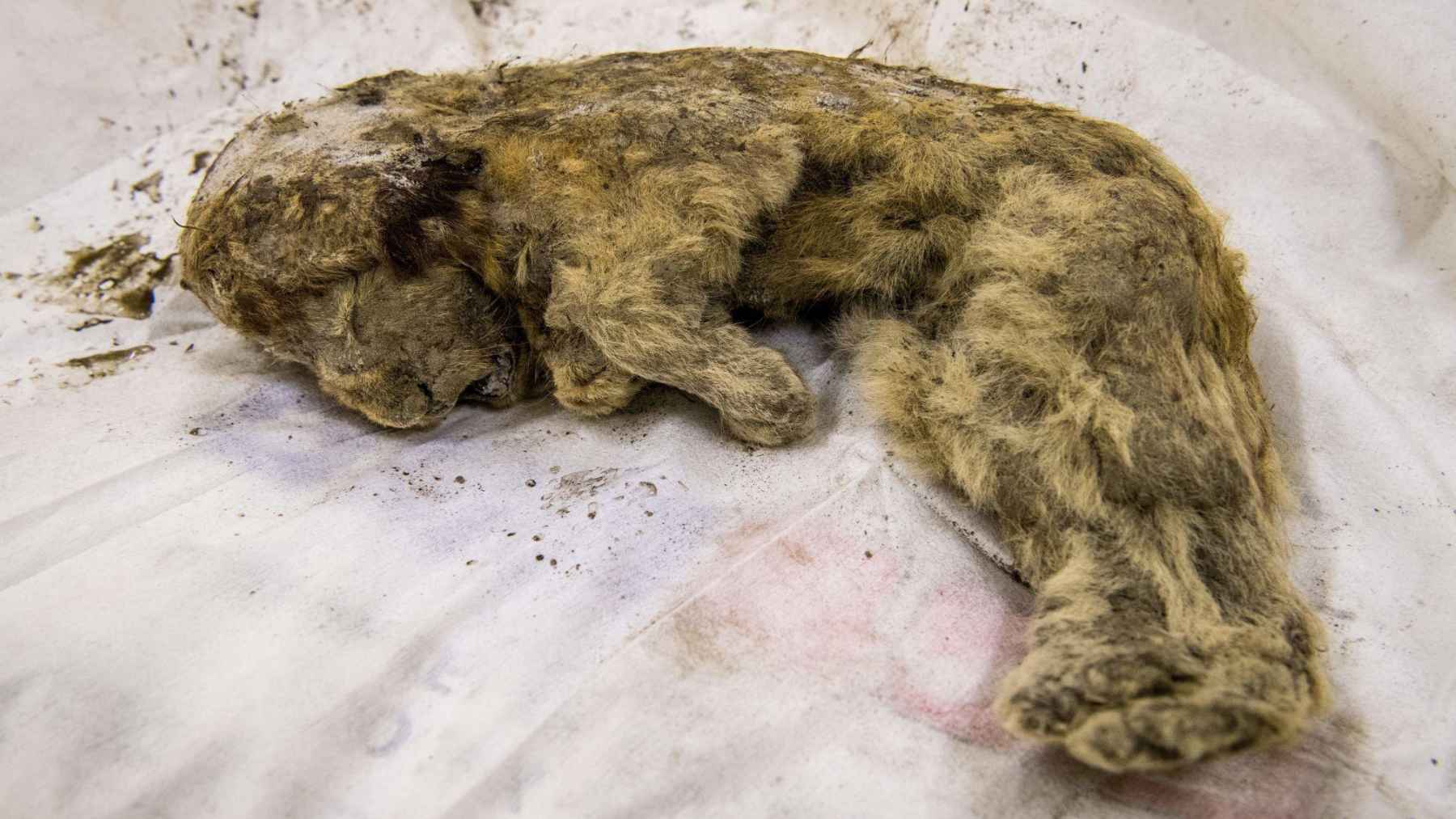 Exceptionally preserved 34,000-year-old cave lion cub recovered from Siberian permafrost and analyzed for ancient DNA research.
