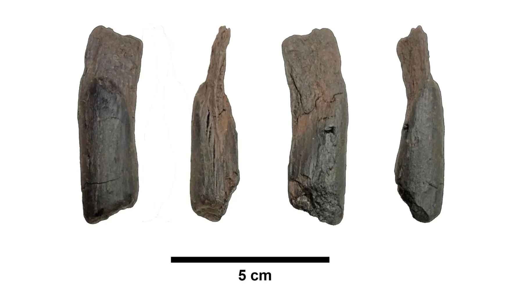 A simple 430,000-year-old piece of wood looked ordinary until researchers found cut marks, and the scratches may point to tool use far earlier than expected 1 430,000-year-old wooden artifact from Marathousa 1 in Greece showing carved surfaces and possible tool-use marks.