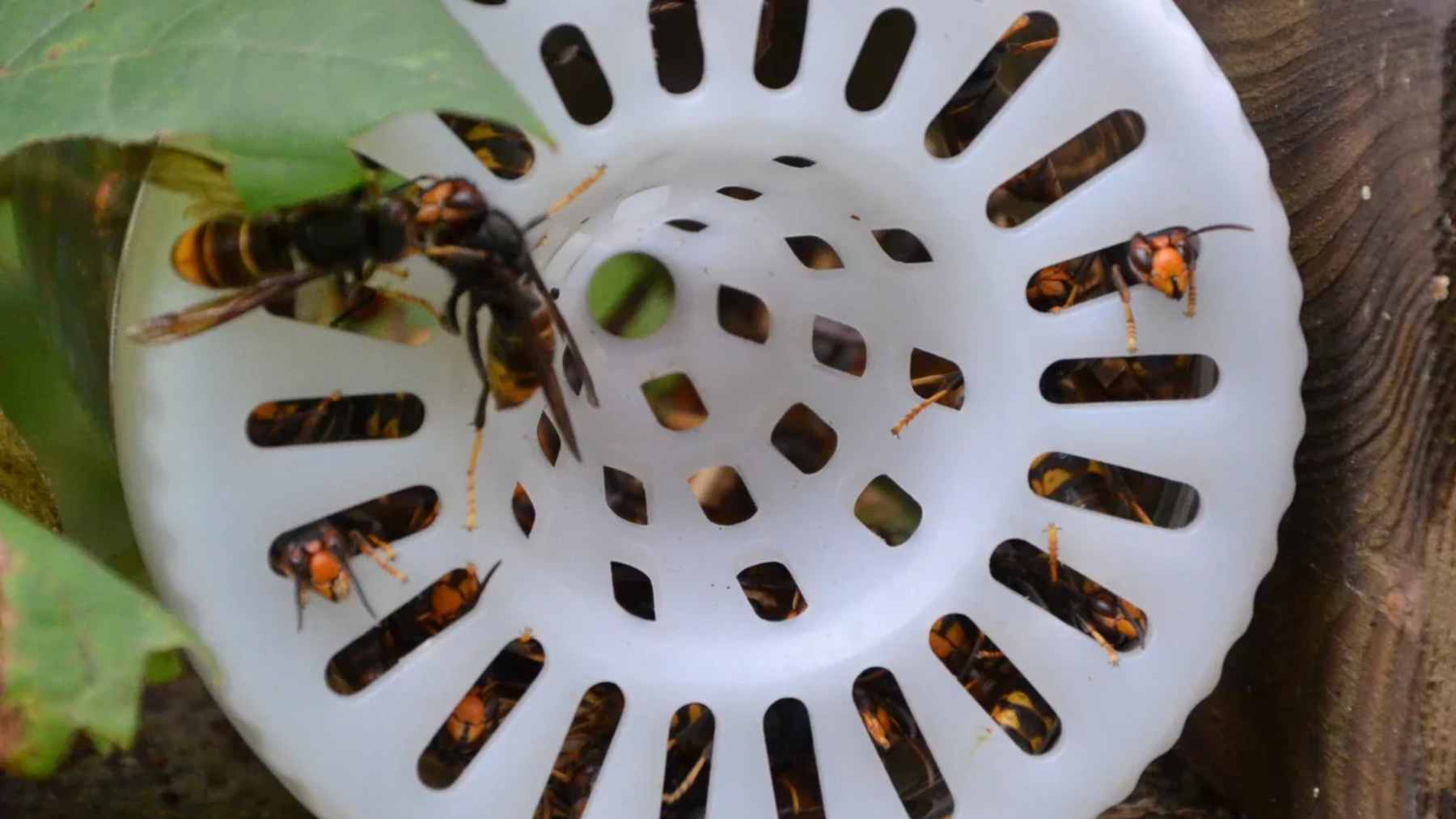 A homemade plastic bottle trap hanging near the Guadalope River, designed to capture invasive Asian hornet queens.