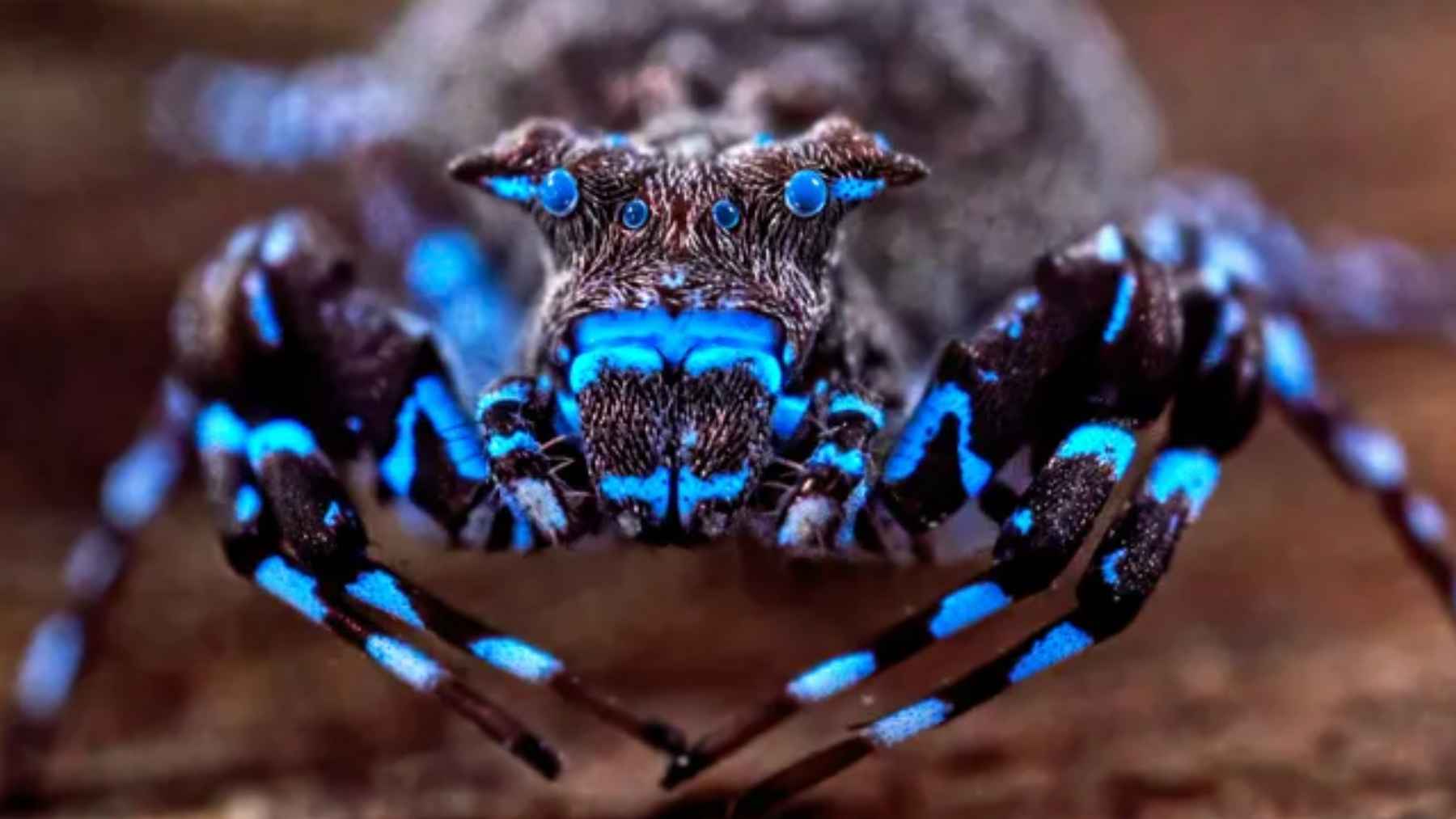 Blue-fluorescent crowned crab spider discovered during Angola Lisima Plateau biodiversity survey