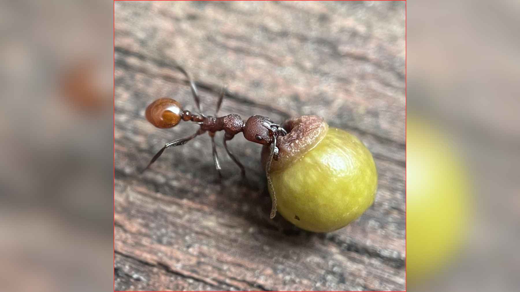 Ant carrying a small oak gall, showing behavior similar to seed transport