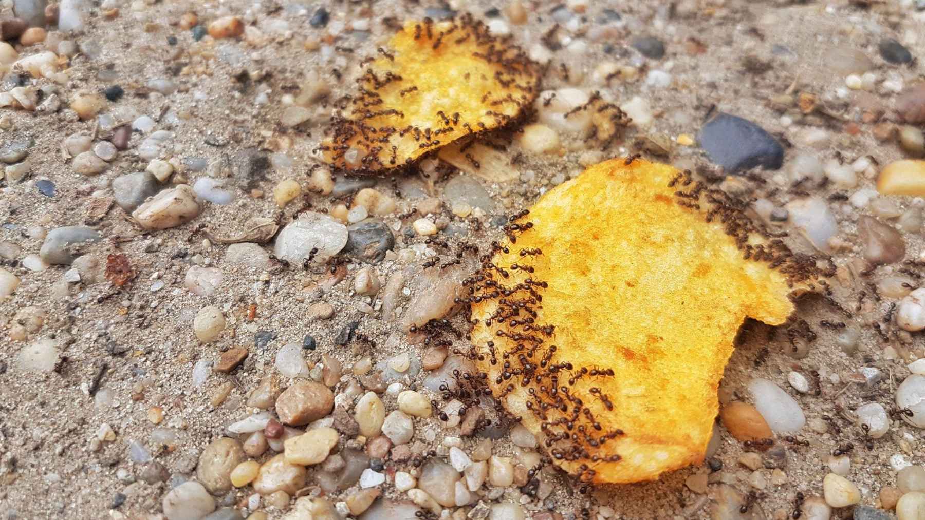 Ants swarm potato chip crumbs on sandy ground, illustrating how junk food scraps can distract ants from moving seeds.