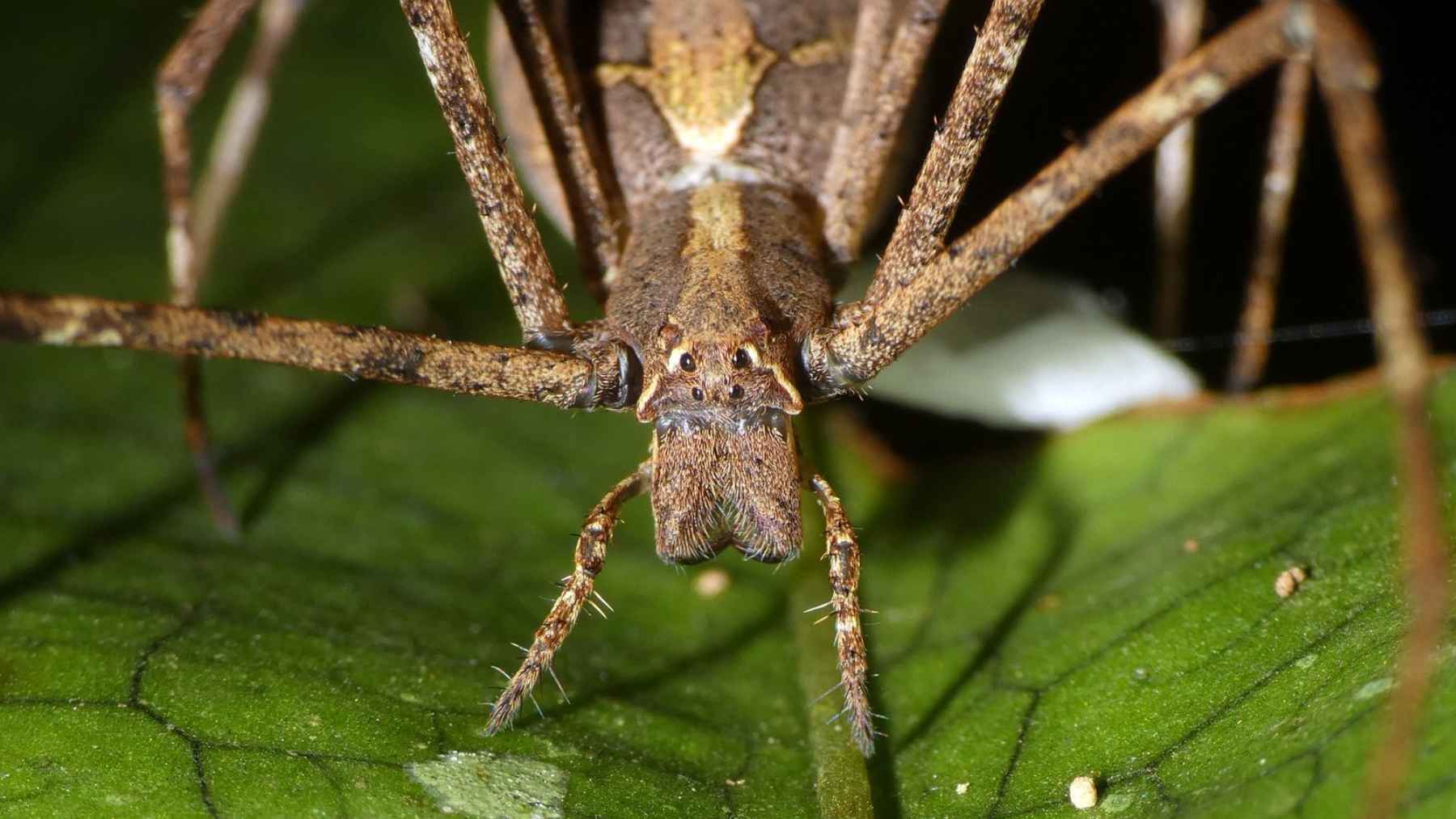 Close up of a net casting spider showing its eyes and body while resting on a leaf.