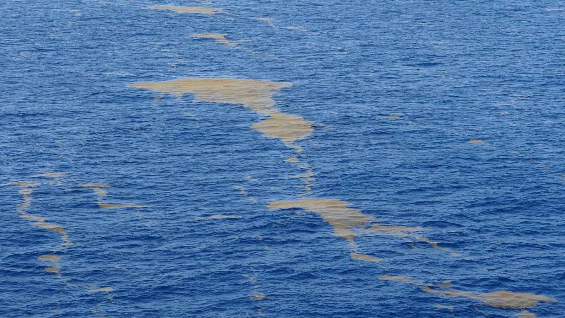 A “brown ribbon” as long as a continent is forming across Africa’s Atlantic, and scientists fear it’s not just a stain but a rapidly expanding ocean shift 1 Brown sargassum algae floating on the Atlantic Ocean surface, forming patches linked to a growing marine bloom.