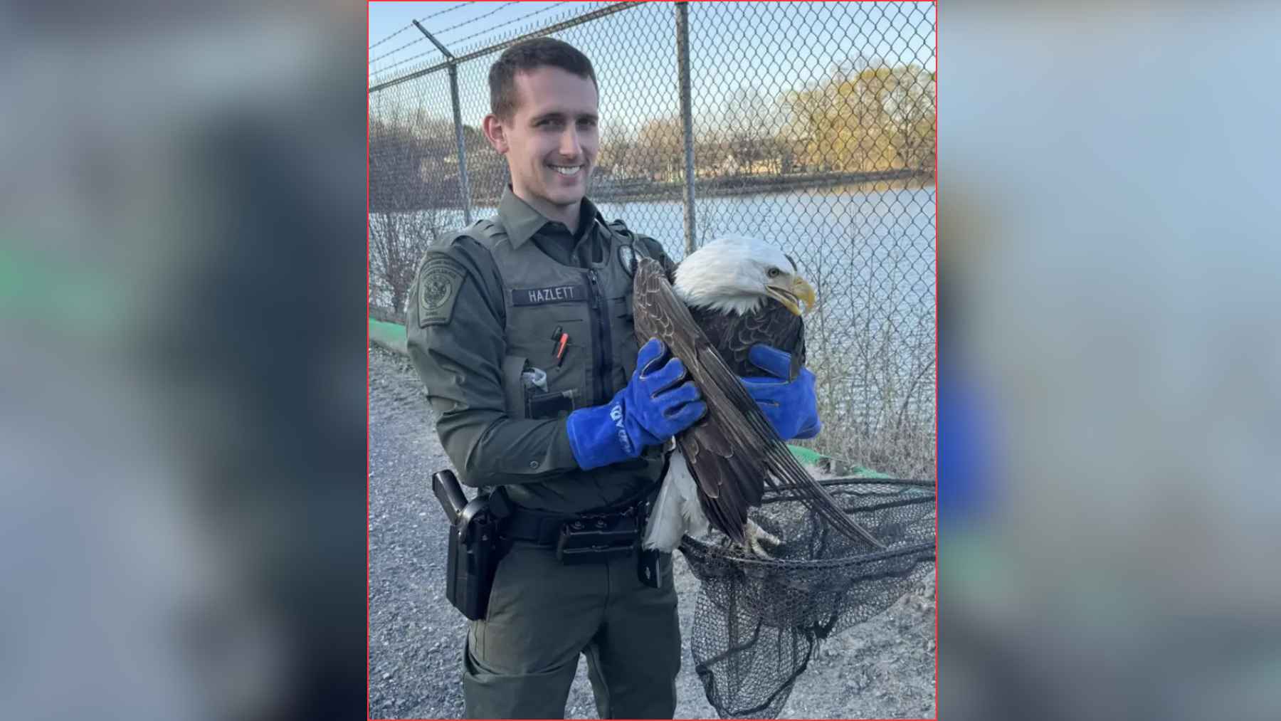 Wildlife officer rescuing bald eagle found unable to fly near a road