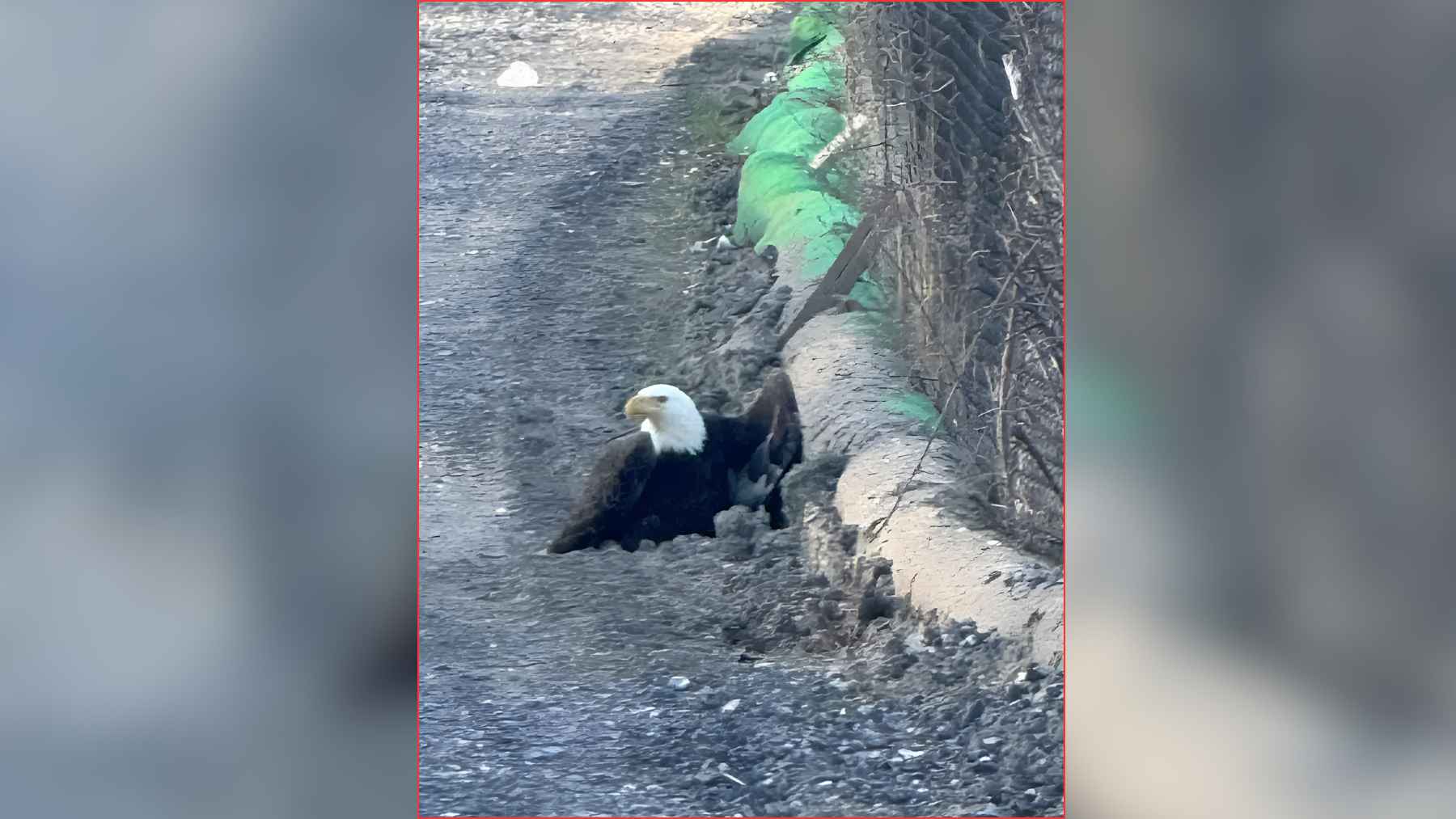Bald eagle walking on roadside instead of flying showing unusual behavior after injury