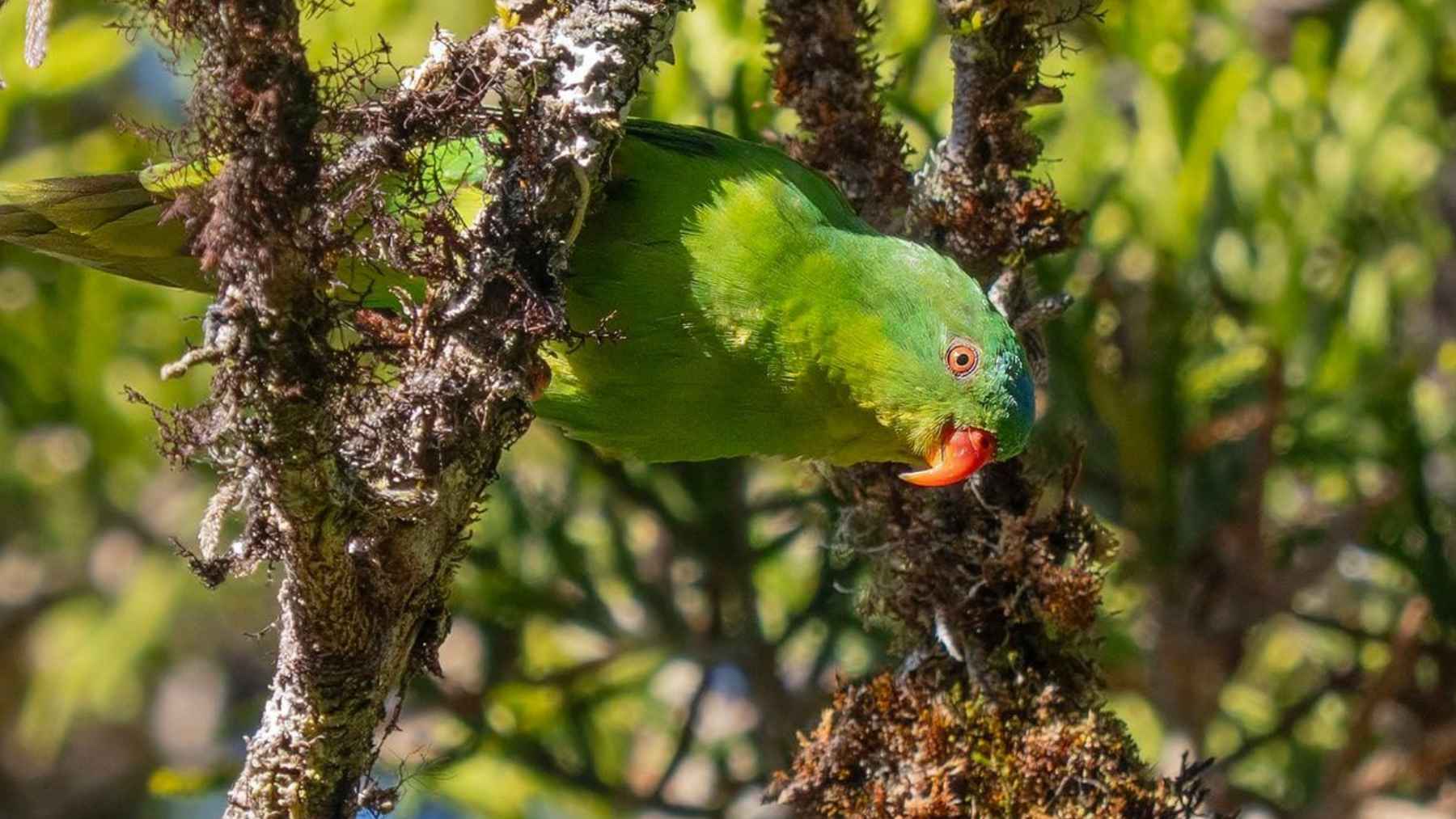 Blue-fronted Lorikeet perched in the cloud forest of Mount Kapalatmada on Buru Island, where researchers confirmed the rare parrot's rediscovery.