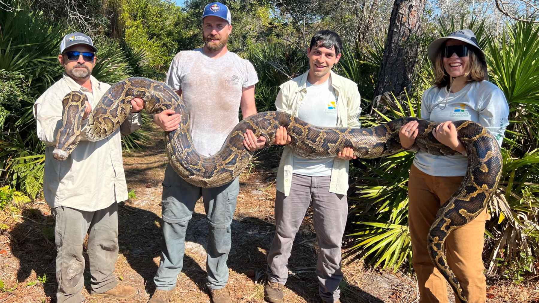 Wildlife team holding a massive Burmese python captured in the Florida Everglades