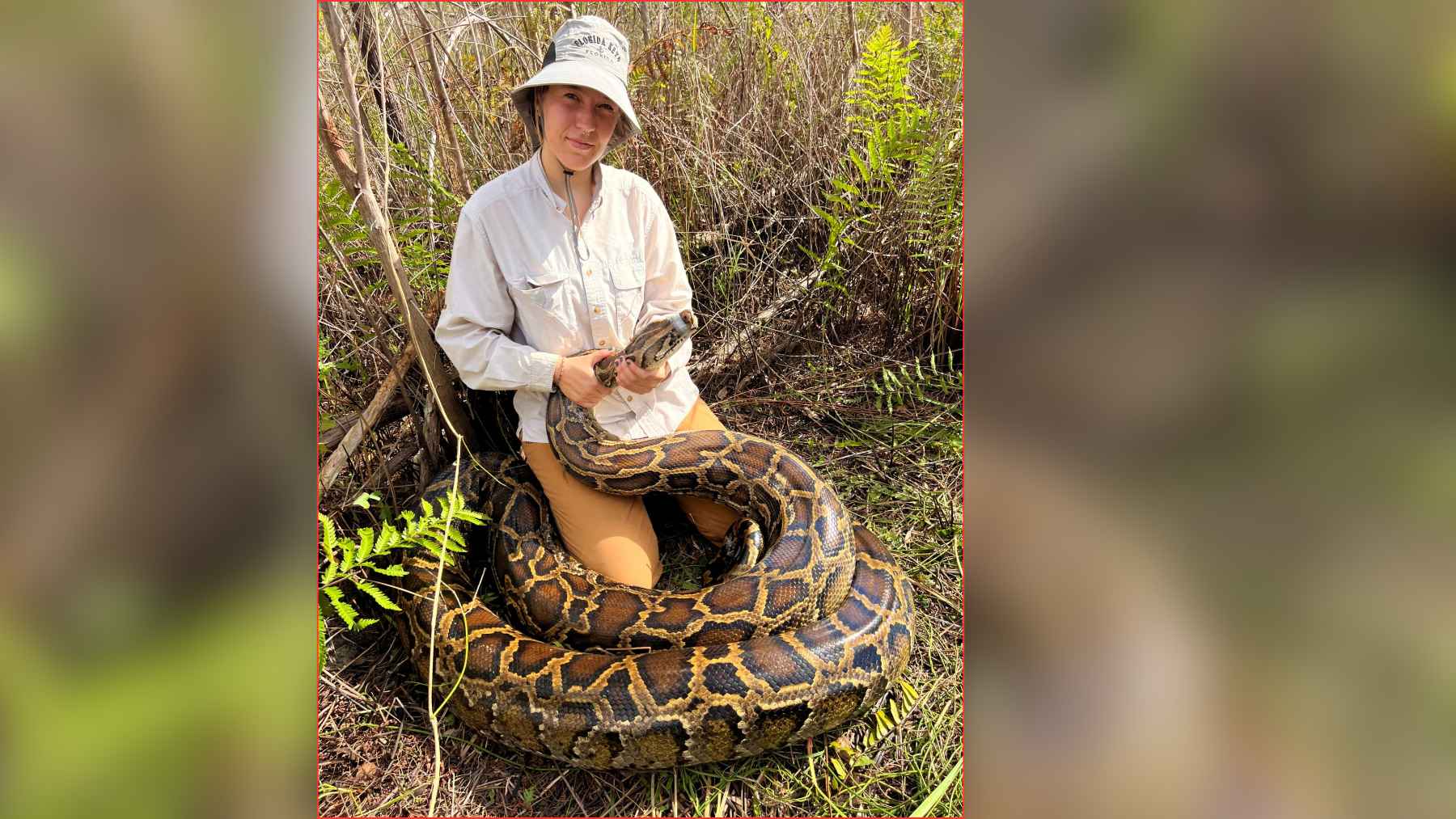 Researcher handling a large Burmese python in Everglades wetland vegetation.