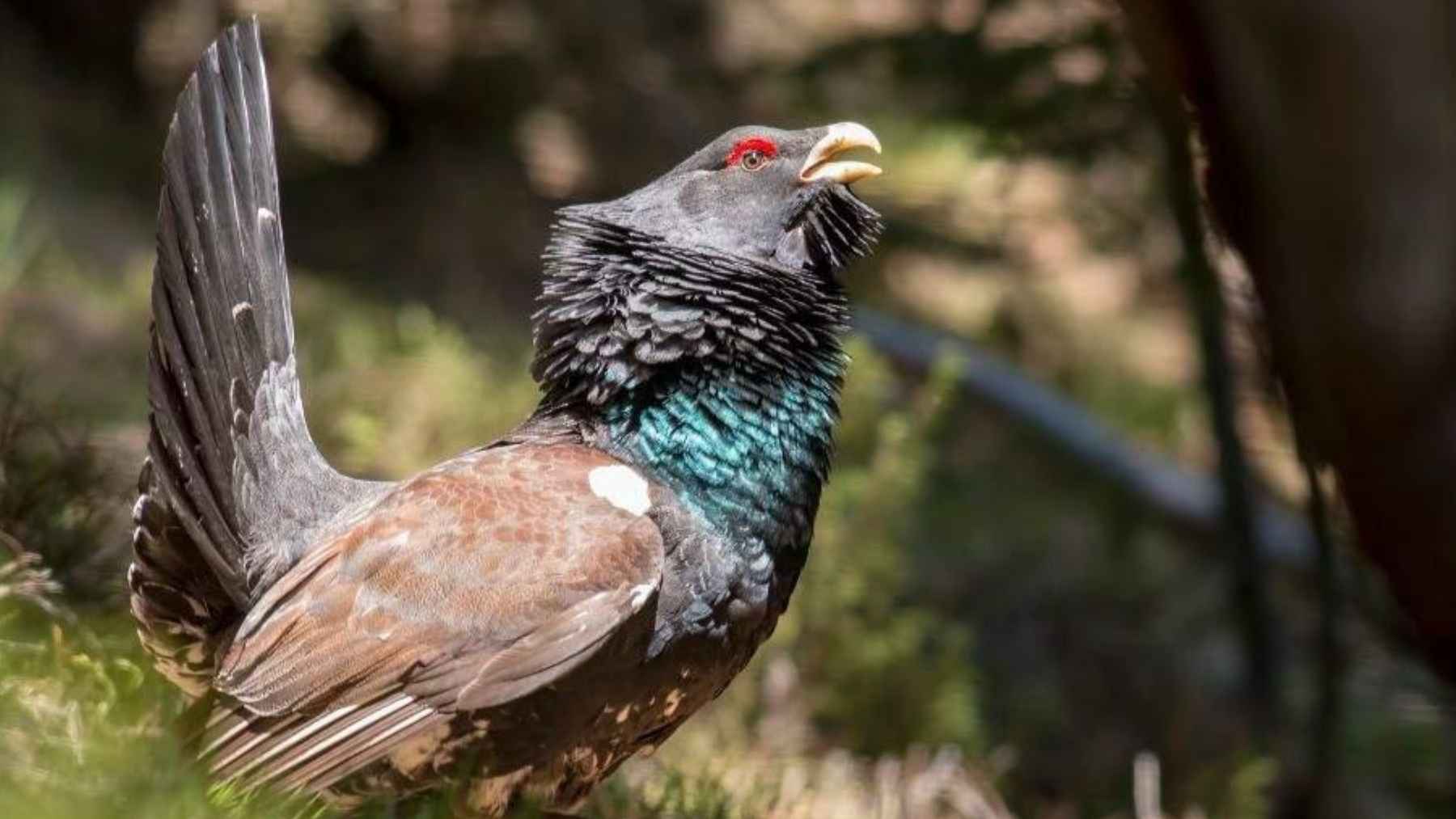 Cantabrian capercaillie in northern Spain, a critically endangered forest bird at the center of a conservation release program.