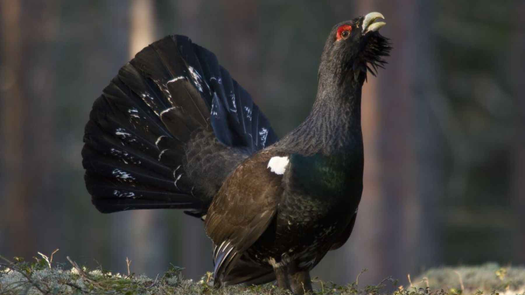 They spent more than $5 million to release 30 birds, and within six months 29 were already dead, a conservation plan that turned into a brutal reality check 1 Male Cantabrian capercaillie displaying in a forest in northern Spain, one of Europe’s most endangered bird species.