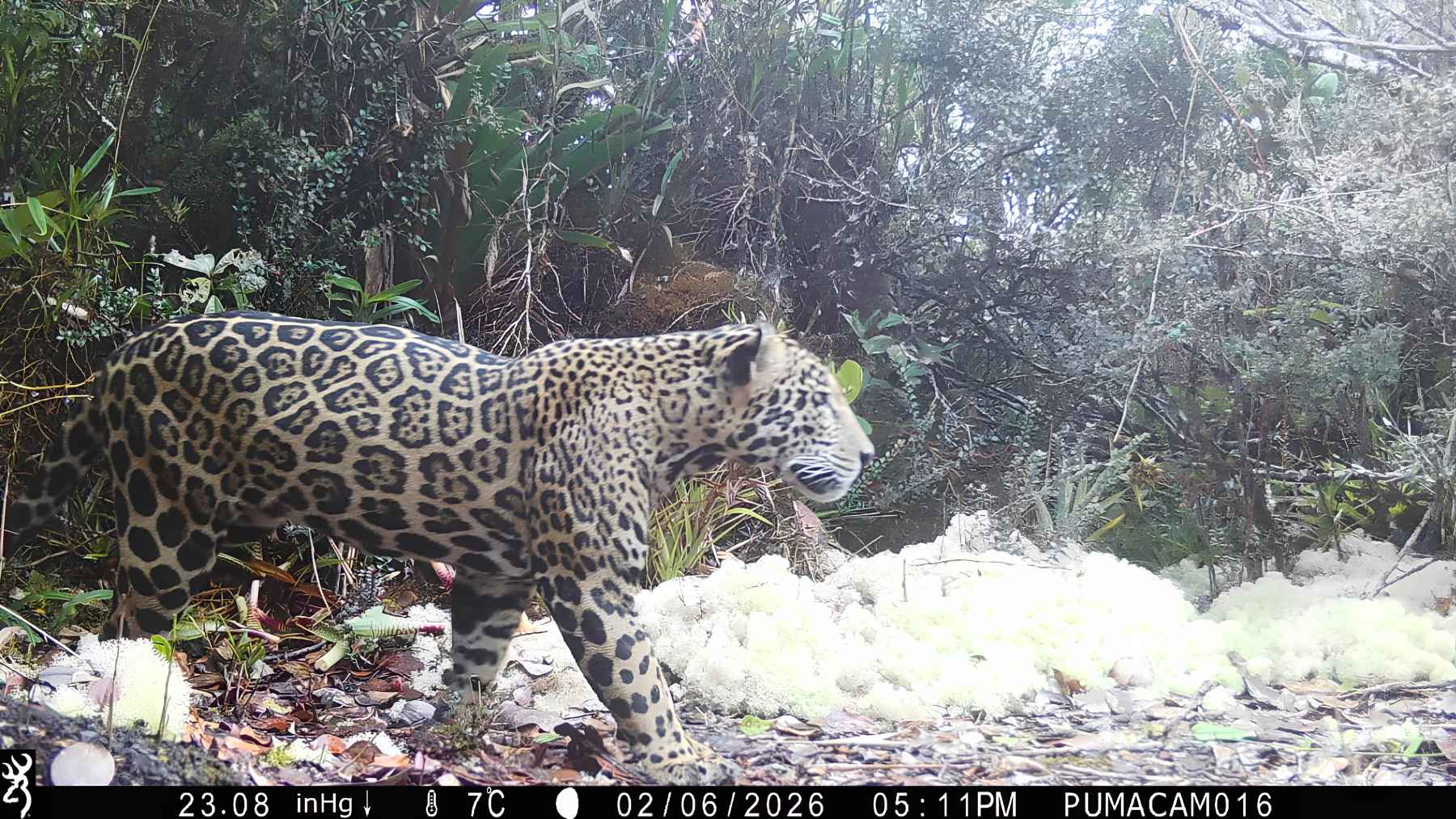 Jaguar captured by camera trap in Sierra del Merendon Honduras showing rare high altitude sighting