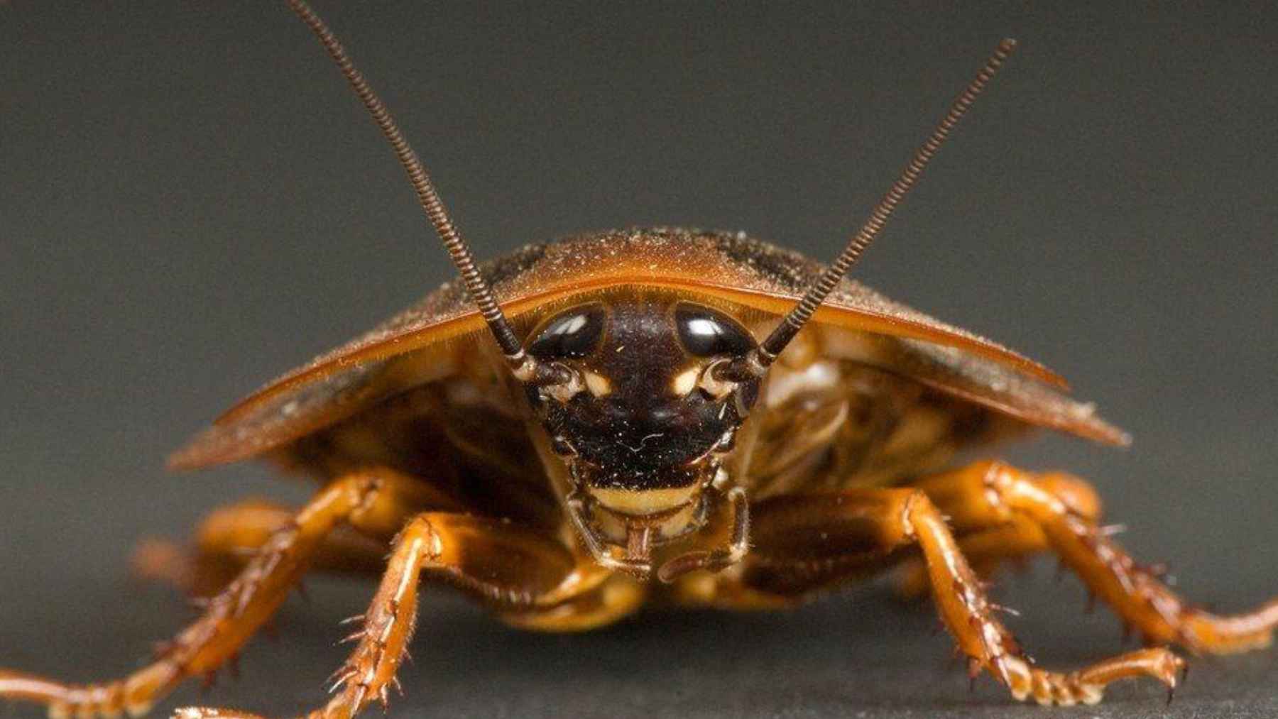 Macro close-up of a cockroach facing the camera, used to illustrate research on bacterial DNA fragments embedded in cockroach genomes.