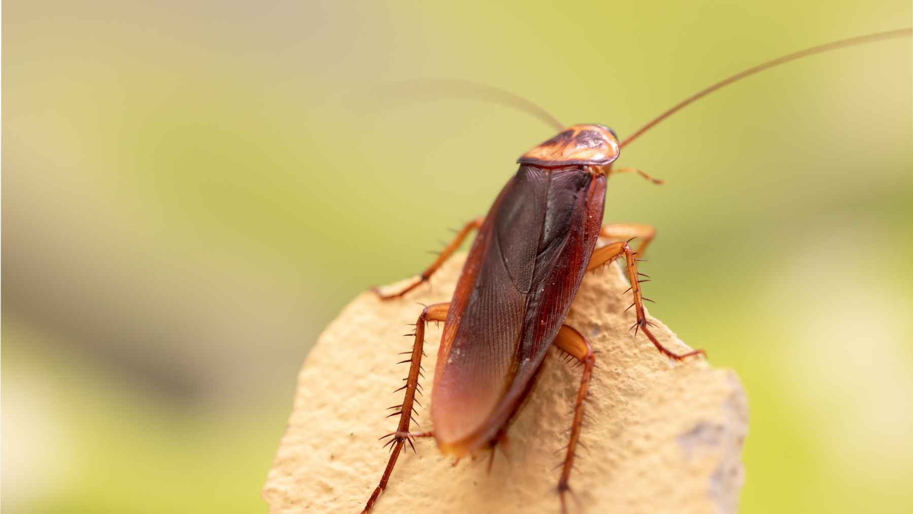 Cockroaches already seemed indestructible, but a new genomic study has just revealed something even stranger: they harbor thousands of fragments of bacterial DNA hidden within their own genome 1 Side view of a brown cockroach perched on a leaf, illustrating research on horizontal gene transfer in cockroaches.