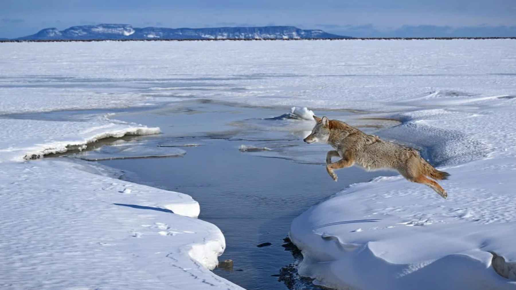 A photographer waited four years to capture a coyote frozen midair over ice, and the split-second shot looks like it breaks physics 1 Coyote captured midair jumping over a narrow opening in the ice along Lake Superior in winter.