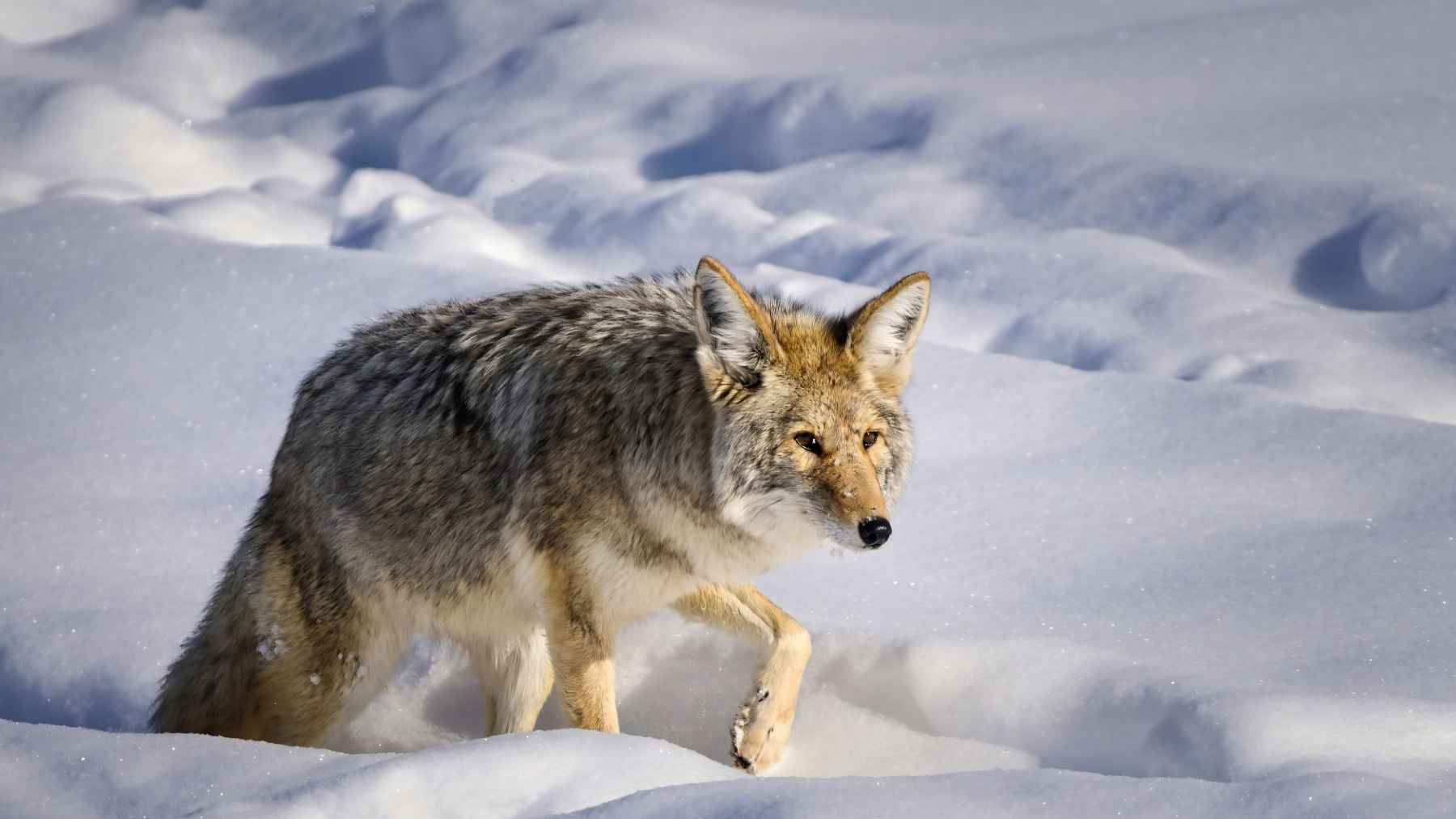 Coyote walking through deep snow in a winter landscape in northern Canada.