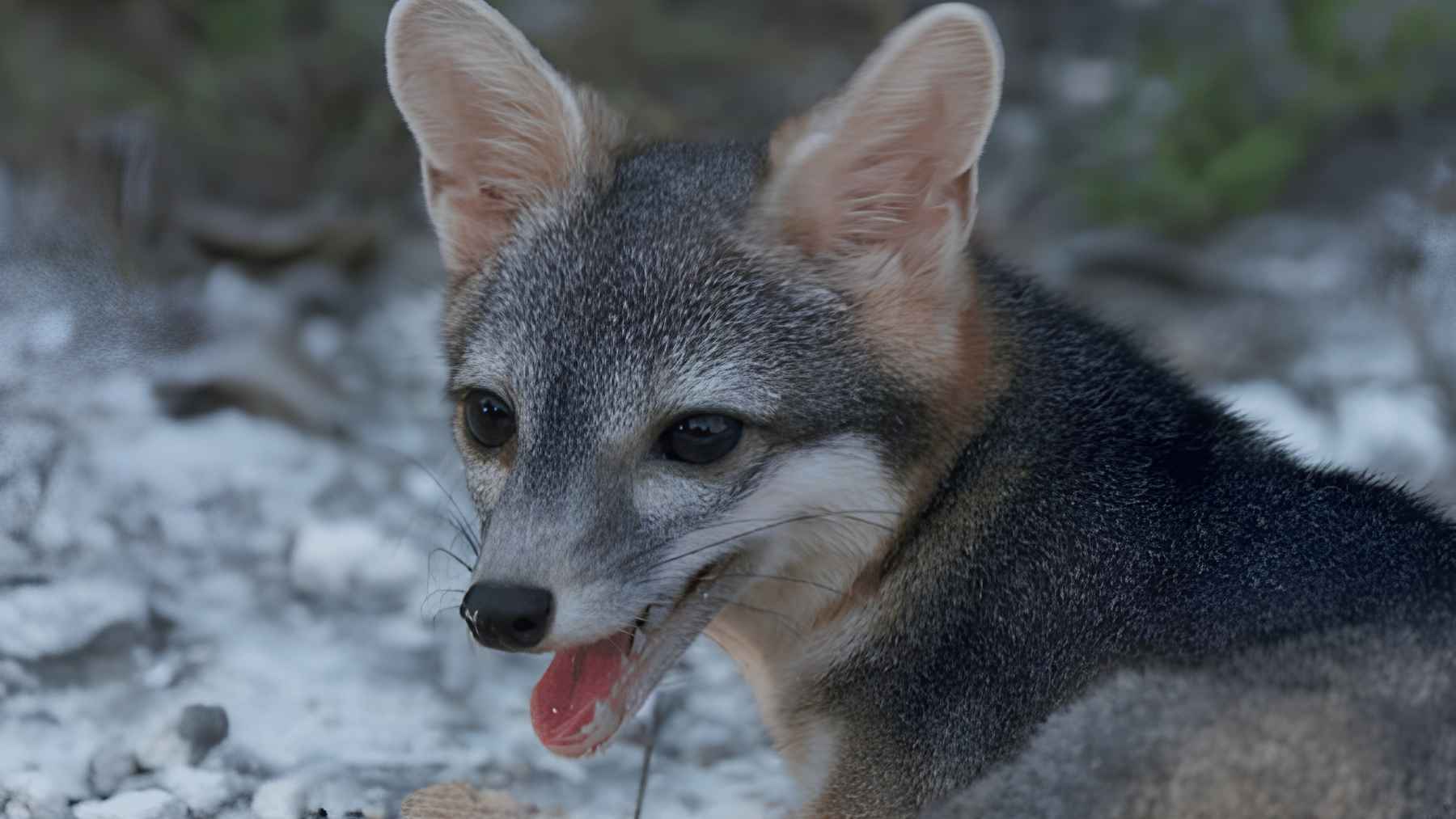 An animal about the size of a small house cat has just caused quite a stir in Mexico after becoming the first known photographic evidence of the mysterious Cozumel dwarf fox 1 Close-up of a Cozumel dwarf fox showing its large ears, gray coat, and small fox-like face on the island of Cozumel, Mexico.
