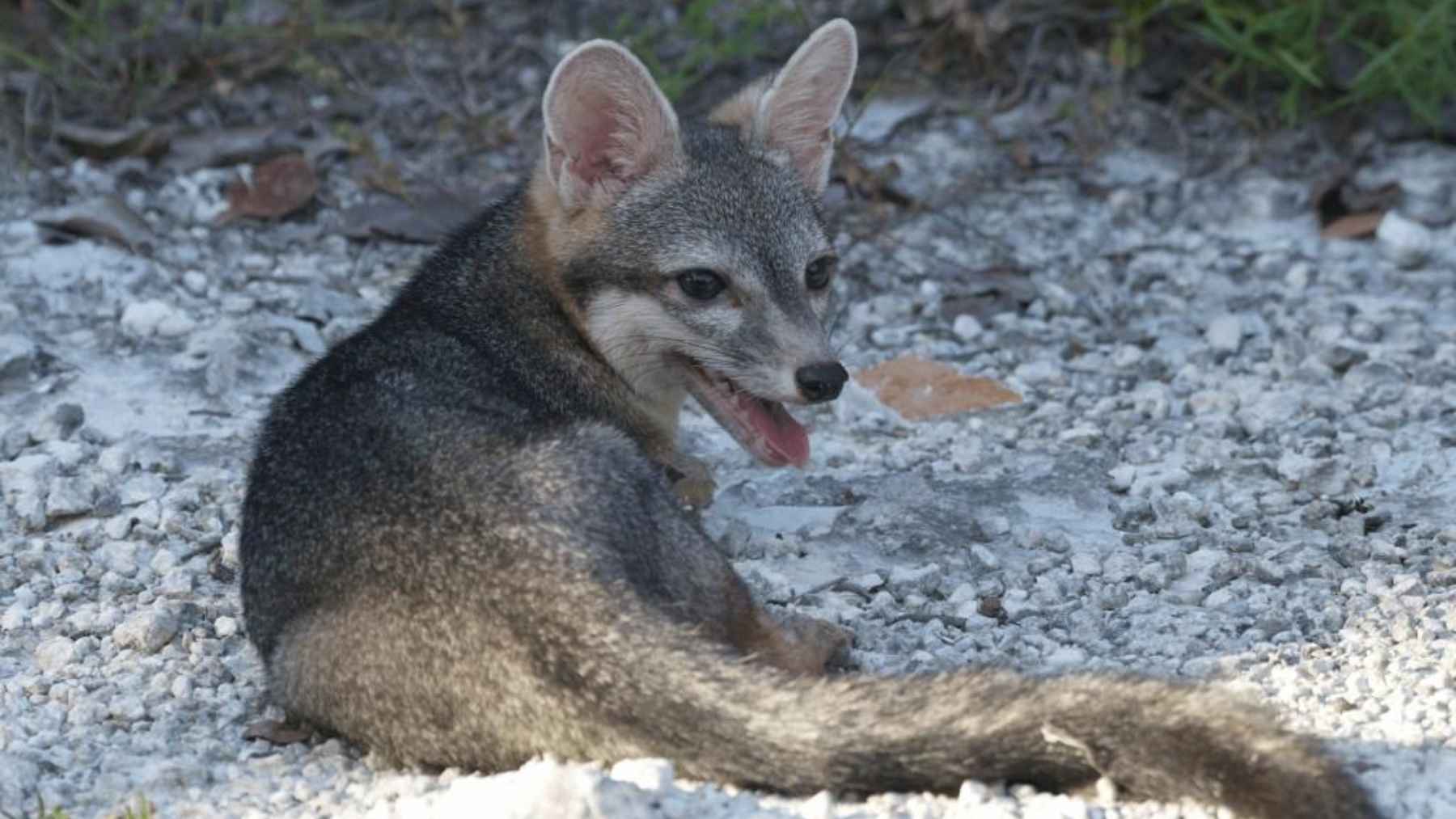 Cozumel dwarf fox resting on pale limestone ground in Cozumel, Mexico, in the first confirmed modern photograph of the rare canid.