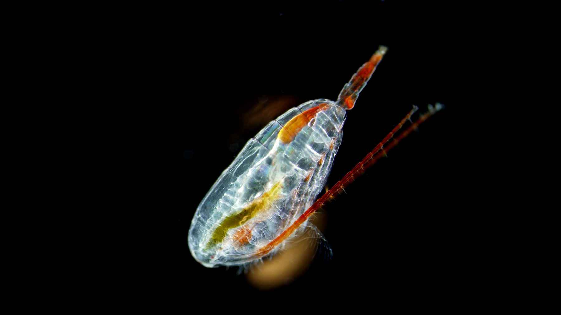 Close-up of a transparent copepod with long antennules, representing a deep-sea species linked to a newly discovered branch of life.