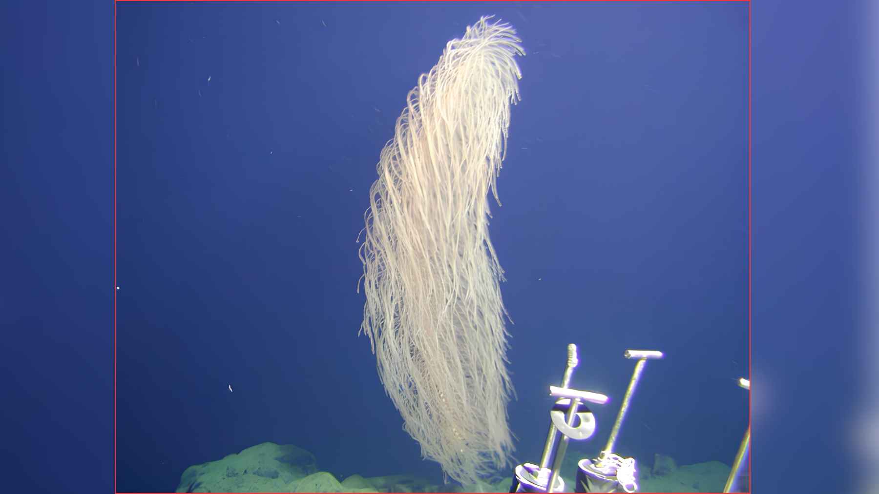 Deep sea coral with long hair like branches floating in the dark ocean, resembling the Chewbacca inspired species.