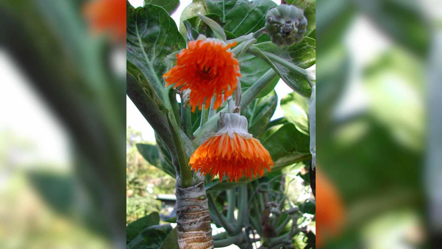From a Chilean cliff to a British vault: the tree daisy that sustains the fire hummingbird travels 11,000 km in an aluminum capsule and proves that a seed bank is more powerful than a destroyed habitat 1 A close-up view of a rare Dendroseris neriifolia tree daisy, the last of its kind, clinging to a cliffside on Robinson Crusoe Island.
