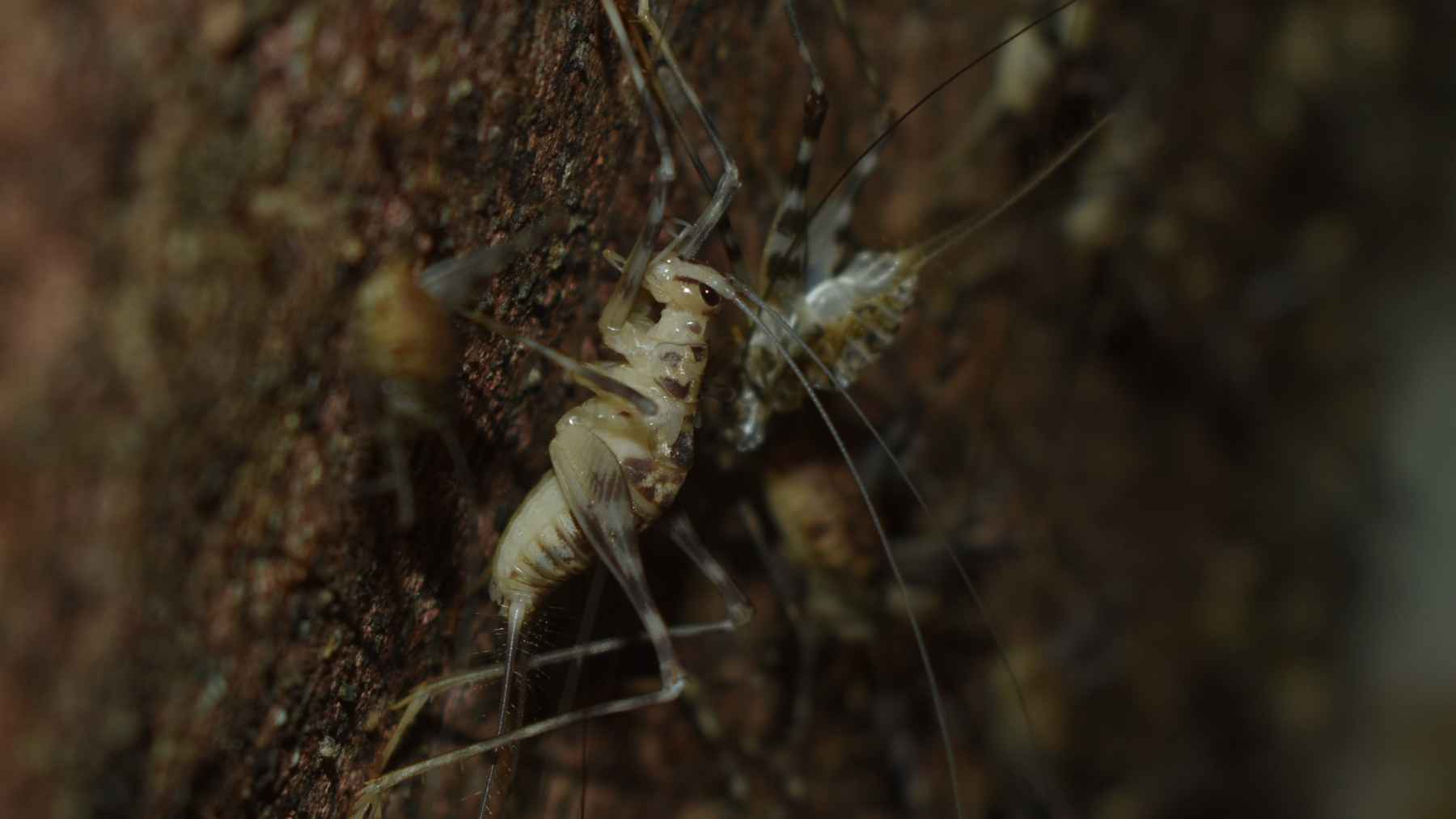 Researchers exploring an underground tunnel in Greece found a new cave cricket and named it Dolichopoda balrogi, and what’s wild is that the discovery came from a manmade tunnel where hardly anyone expects to find a brand-new species 1 New cave cricket Dolichopoda balrogi clinging to a dark tunnel wall in Greece