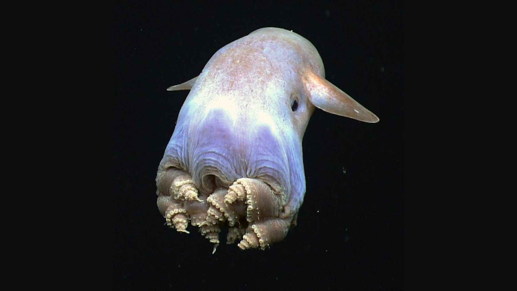 Close-up of a Dumbo octopus with ear-like fins and curled tentacles floating in the deep ocean.