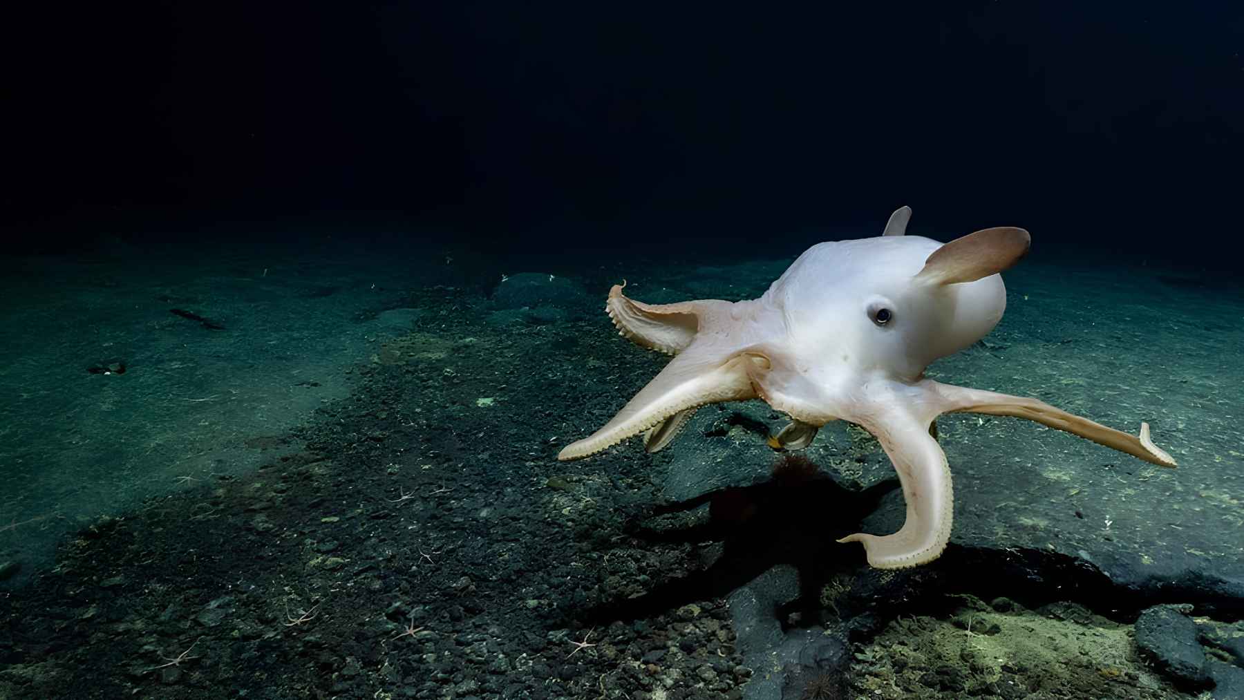Dumbo octopus moving above the deep ocean floor in the Pacific, showing its ear-like fins and soft body.