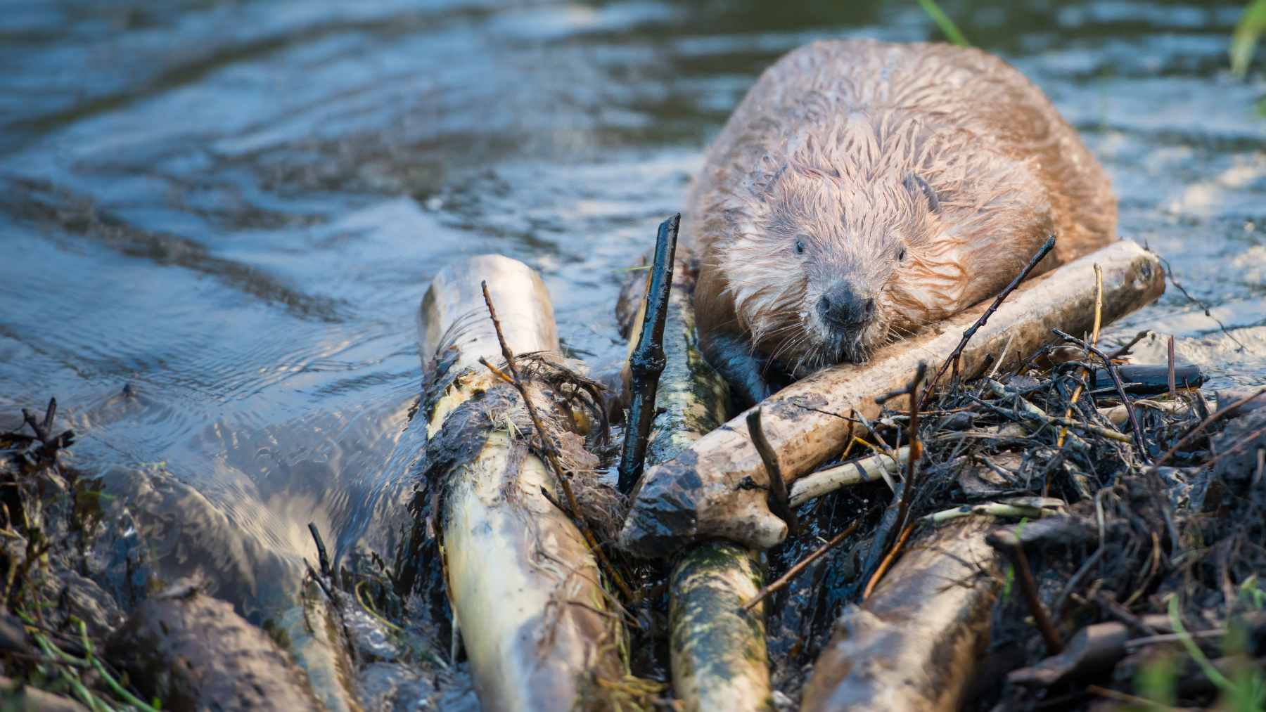 European beavers turn out to be secret carbon hoarders, stashing 26 % more than any human climate model guessed 1 A series of beaver-built dams in a Swiss stream corridor, showing how these structures create wetlands and trap sediments.