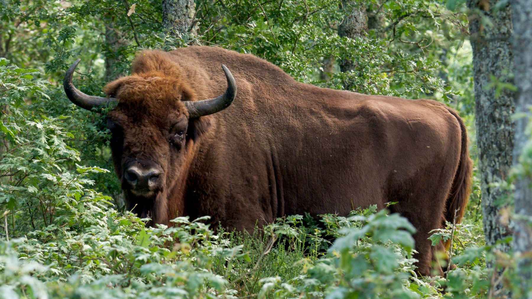 Close-up of a European bison standing in a forest, a species used in rewilding experiments in Spain.