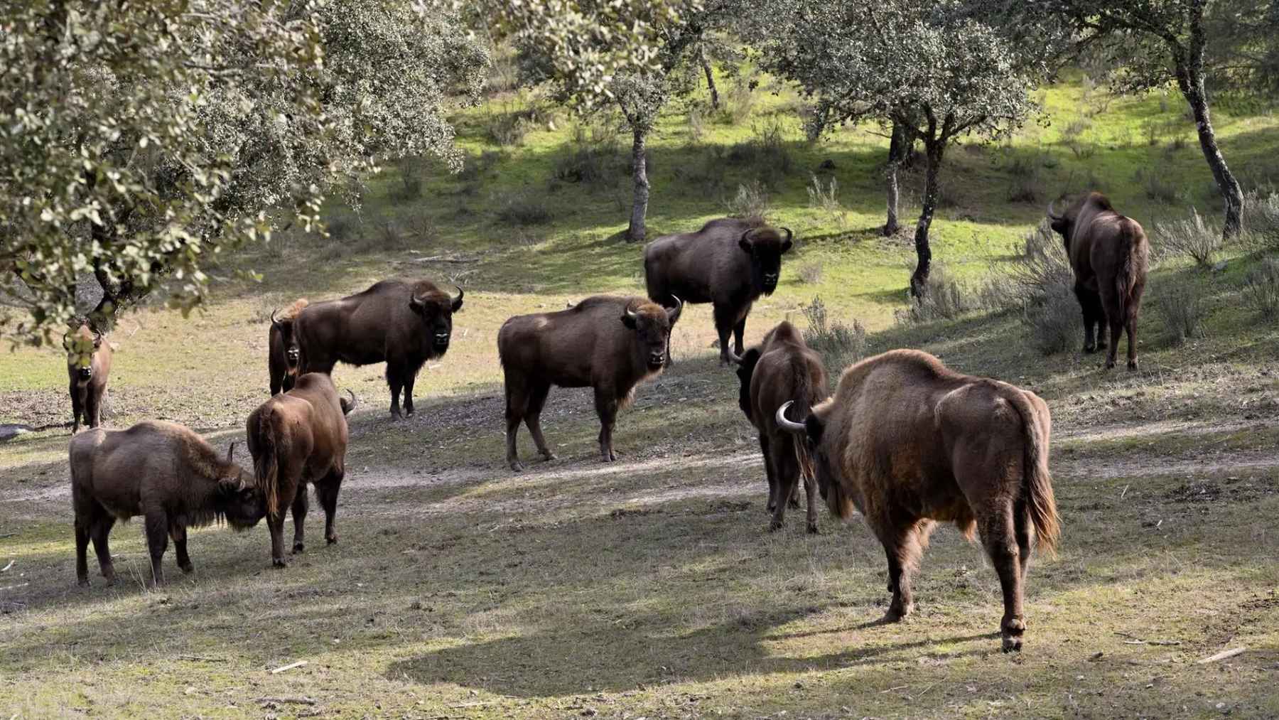 Nine bison are introduced in a town in Guadalajara to help prevent wildfires and restore lost ecosystems, but locals are split on whether it’s a brilliant fix or a risky experiment 1 Herd of European bison grazing in a forest landscape as part of a rewilding project in Spain.