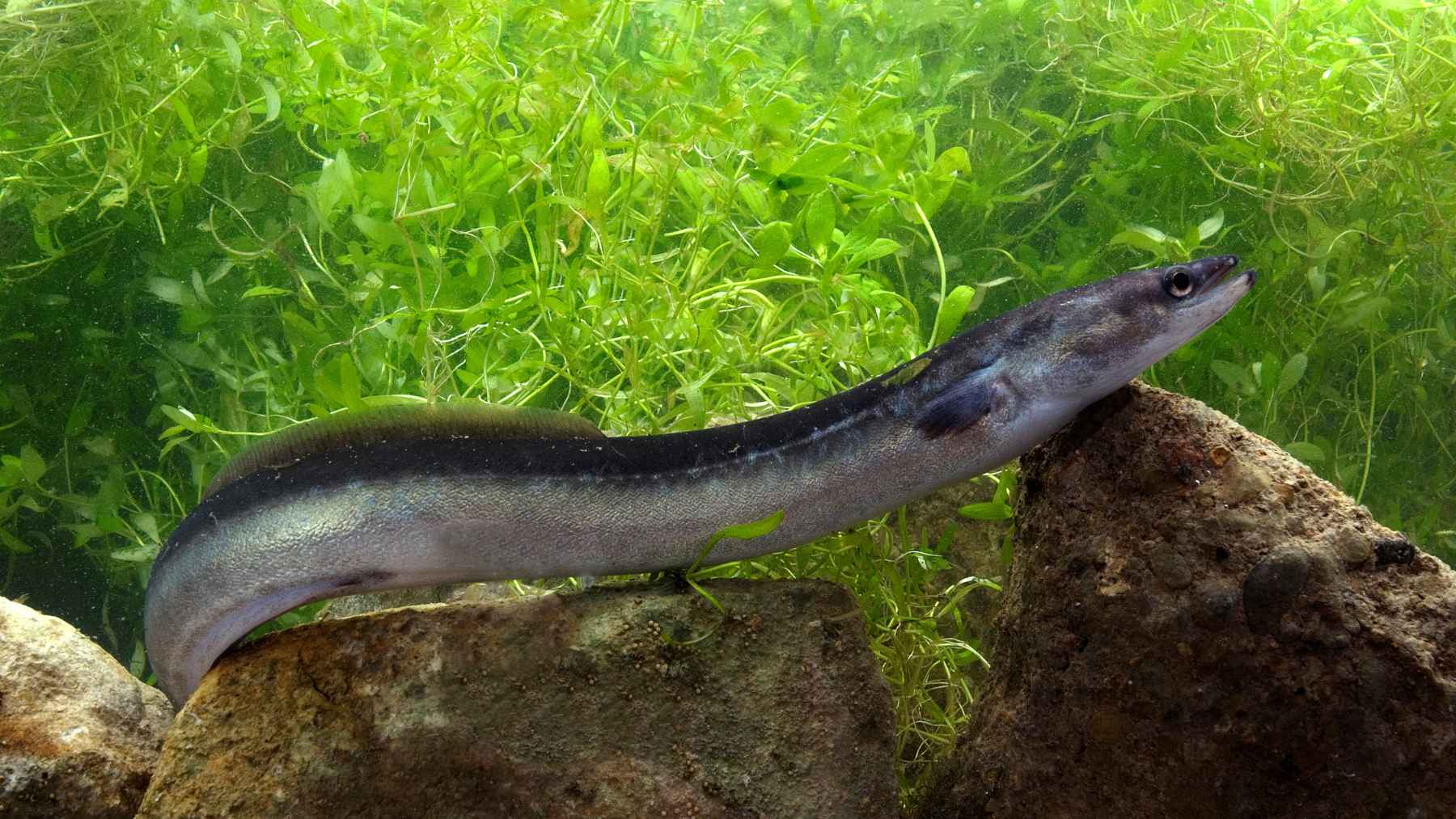 Fishers in Galicia and Asturias push back against an eel-fishing proposal, and the clash blends tradition, science, and a species on the edge 1 European eel swimming between rocks in a freshwater river habitat surrounded by aquatic plants.