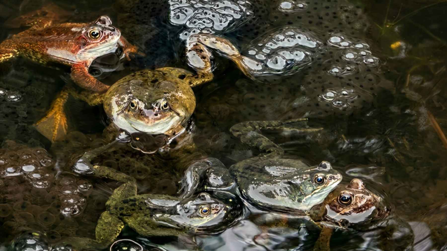 Multiple frogs gathered in a shallow backyard pond during breeding season creating a natural habitat.