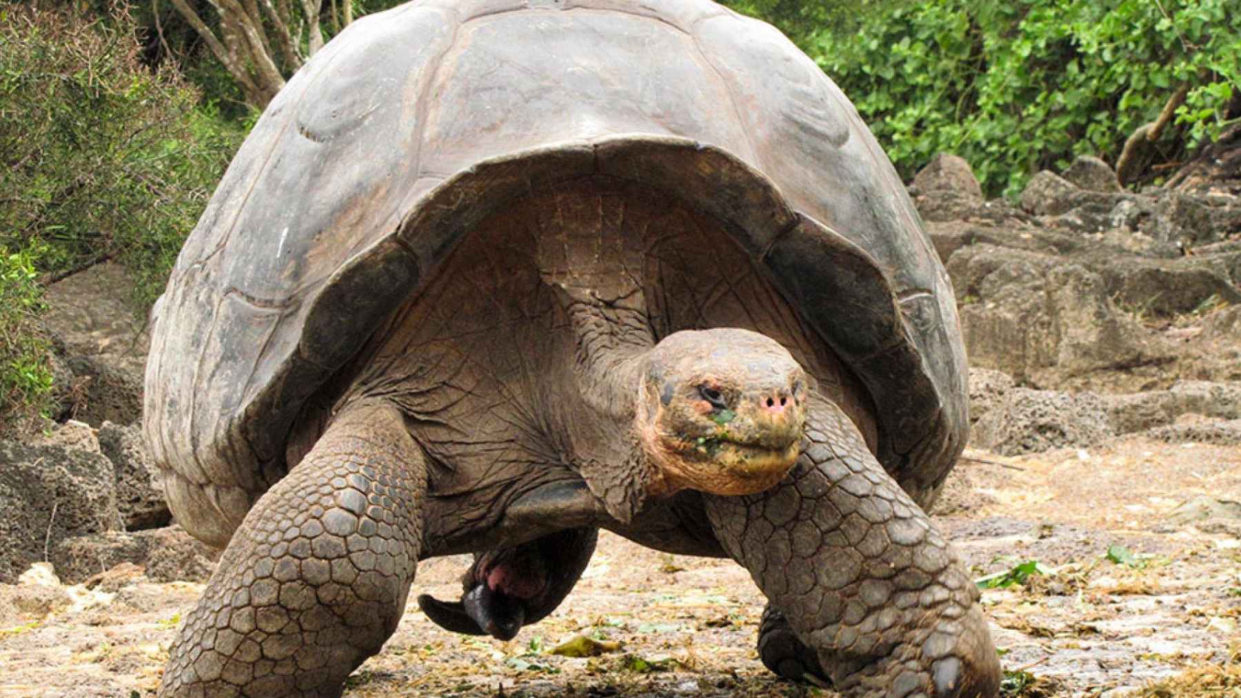 Galapagos giant tortoise walking across dry volcanic terrain in its natural island habitat.