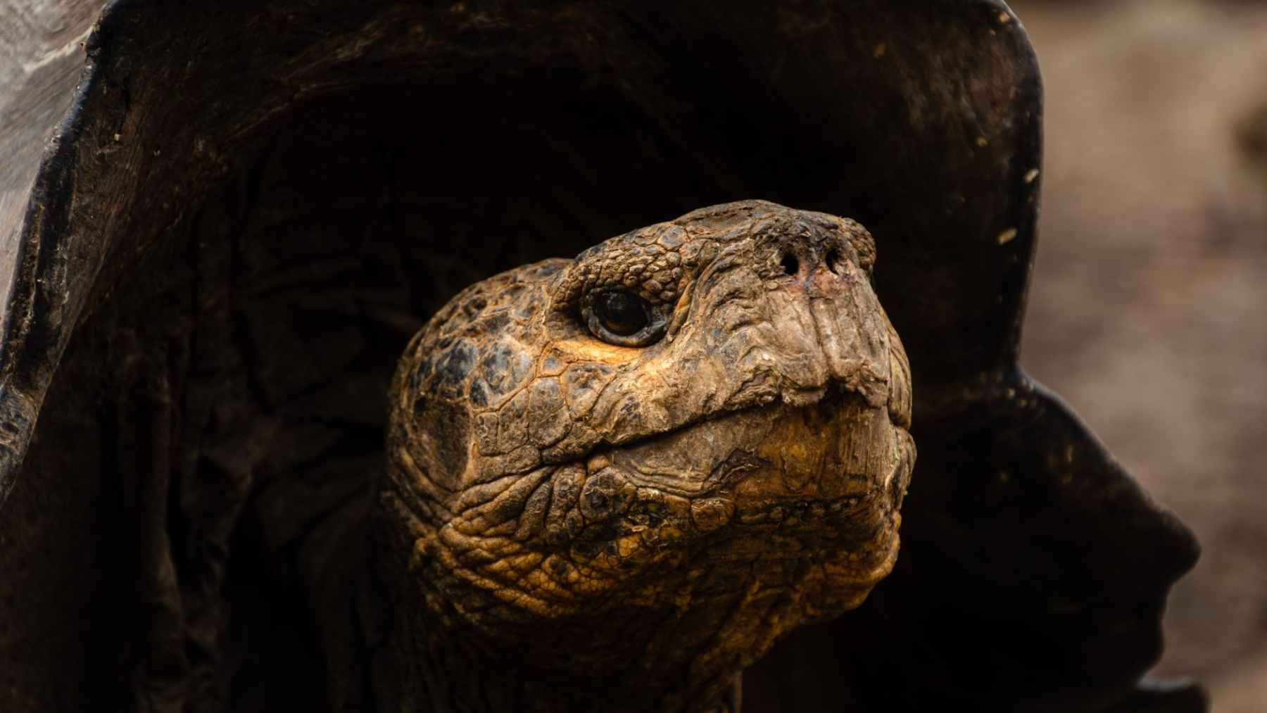Close up of a Galapagos tortoise face emerging from its shell in a natural environment.