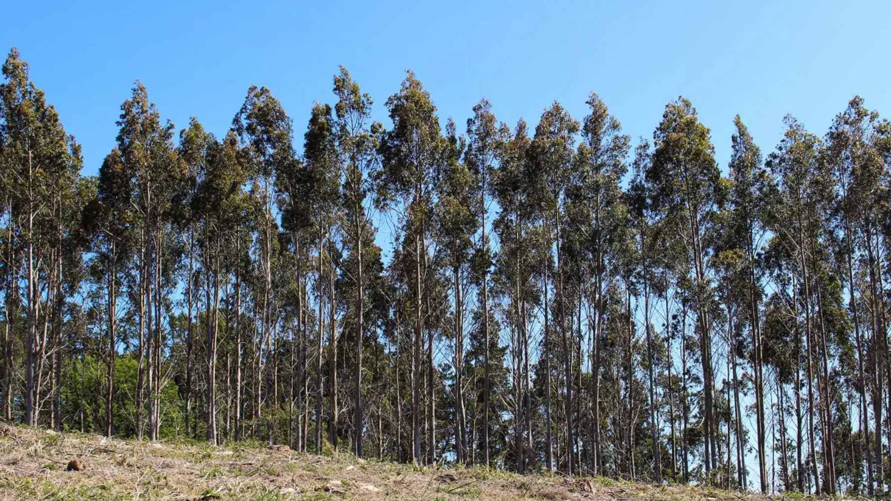 Spain planted an invasive tree in 1960 thinking it was a great idea, and what’s worrying is how it’s now hammering local birdlife because the ecosystem can’t keep up 1 A landscape comparison showing a dense native forest in Galicia alongside a nearby eucalyptus monoculture plantation.