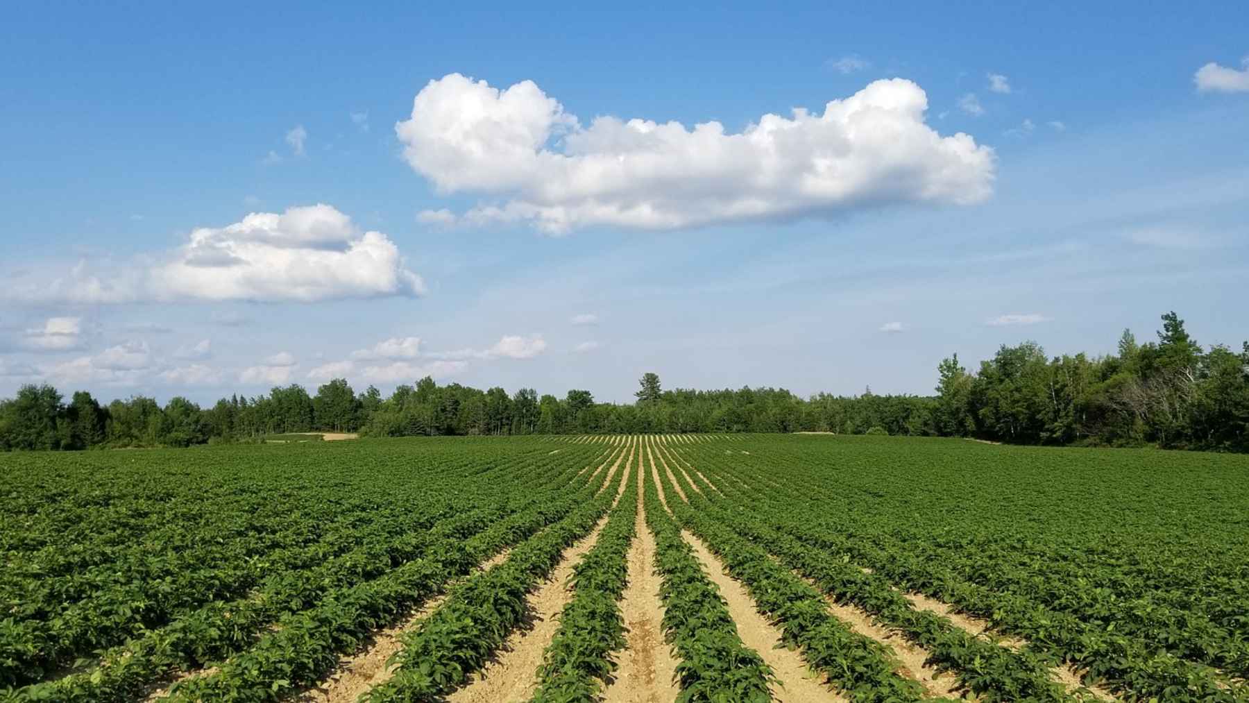 Rows of crops growing in an open farm field in Georgia.