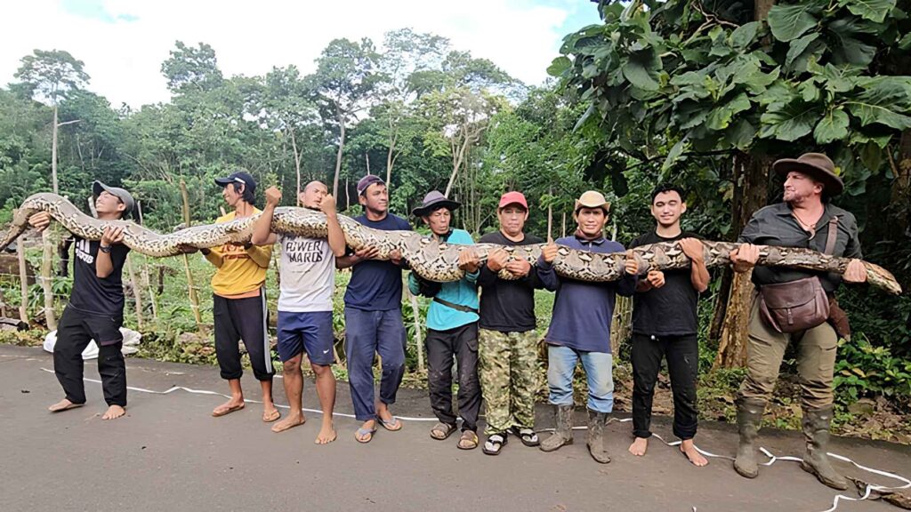 Large Reticulated Python In Indonesia Indonesia rescues a wild snake considered the world’s longest, and the ...