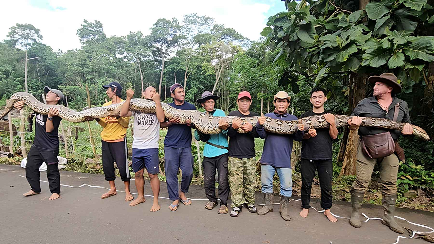 Indonesia rescues a wild snake considered the world’s longest, and the operation exposes the tense overlap between giant wildlife and the communities that live alongside it 1 Group of people holding a giant reticulated python in Indonesia to show its full length during documentation.
