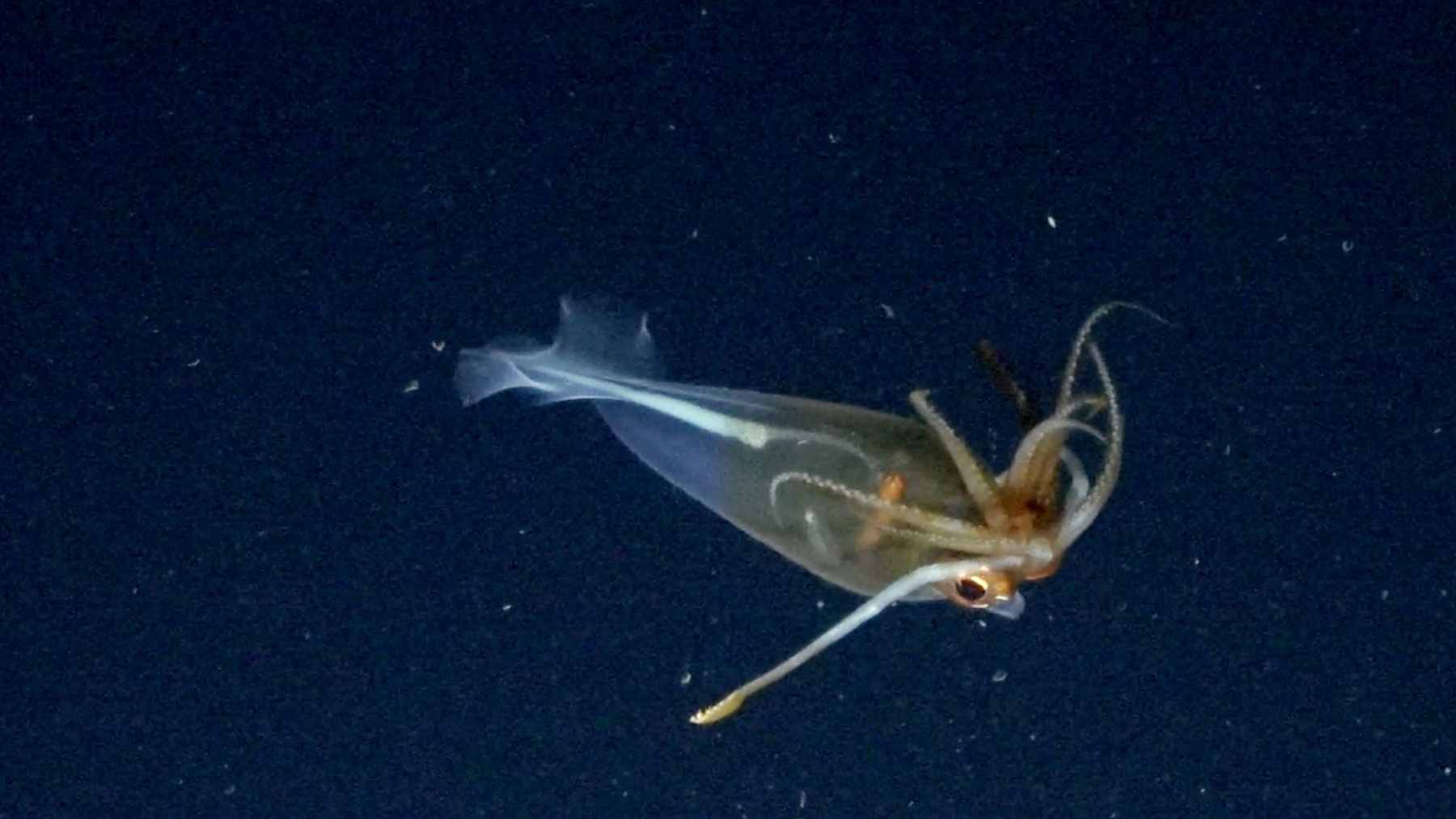 An iceberg snap in Antarctica let cameras catch a glass squid – so clear it is basically a swimming ghost 1 A transparent glacial glass squid swimming in the deep, dark waters of the Bellingshausen Sea after an iceberg breakaway.