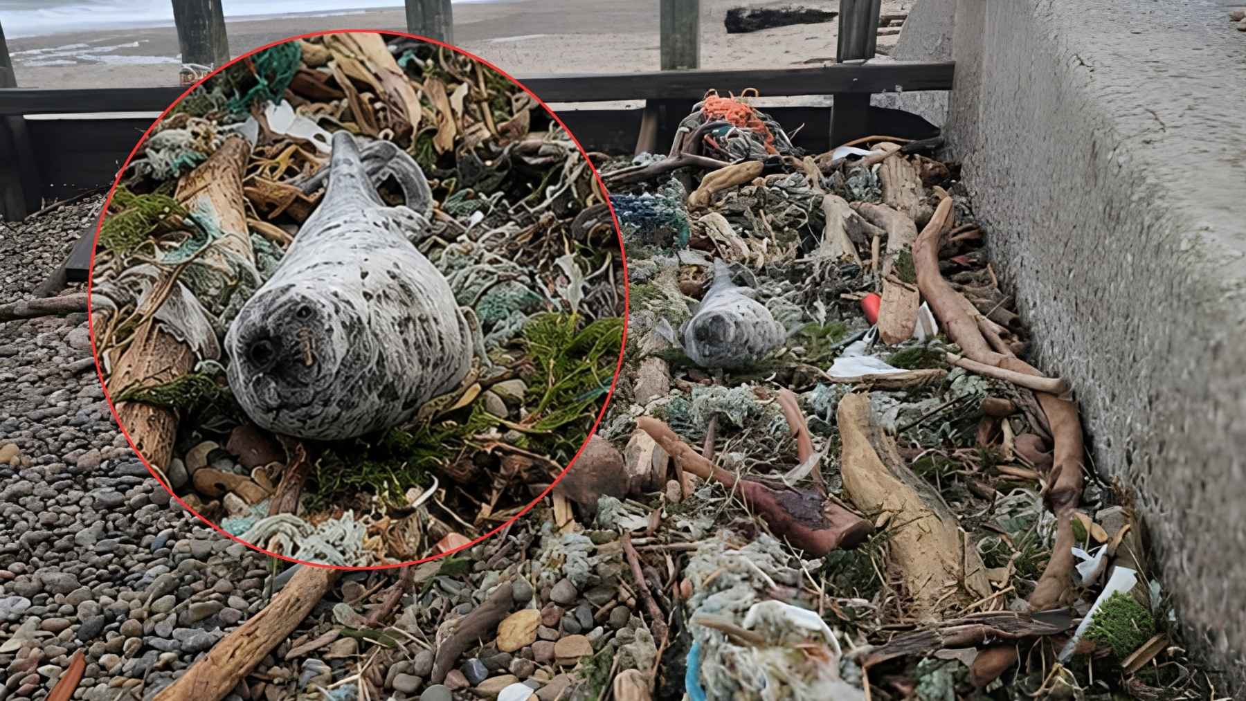 Grey seal pup resting among beach debris, highlighted with a circle to show how it was hidden in plain sight.