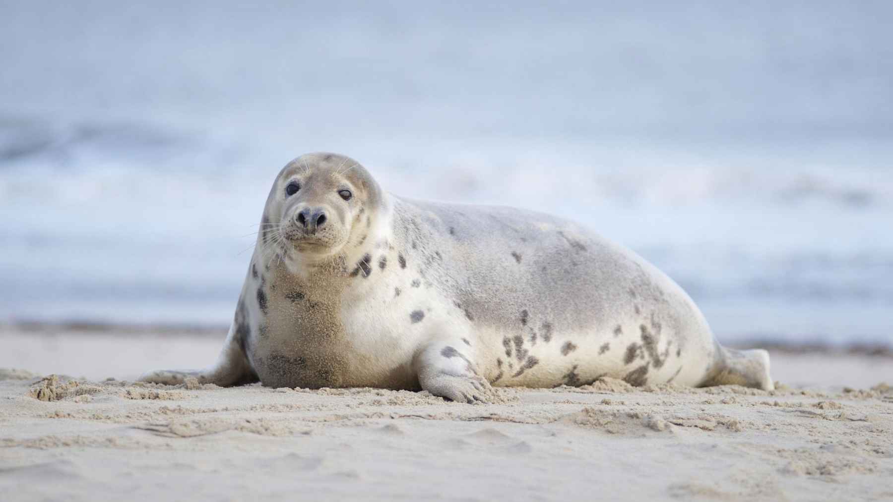 Grey seal pup resting calmly on a sandy beach near the shoreline in its natural habitat.