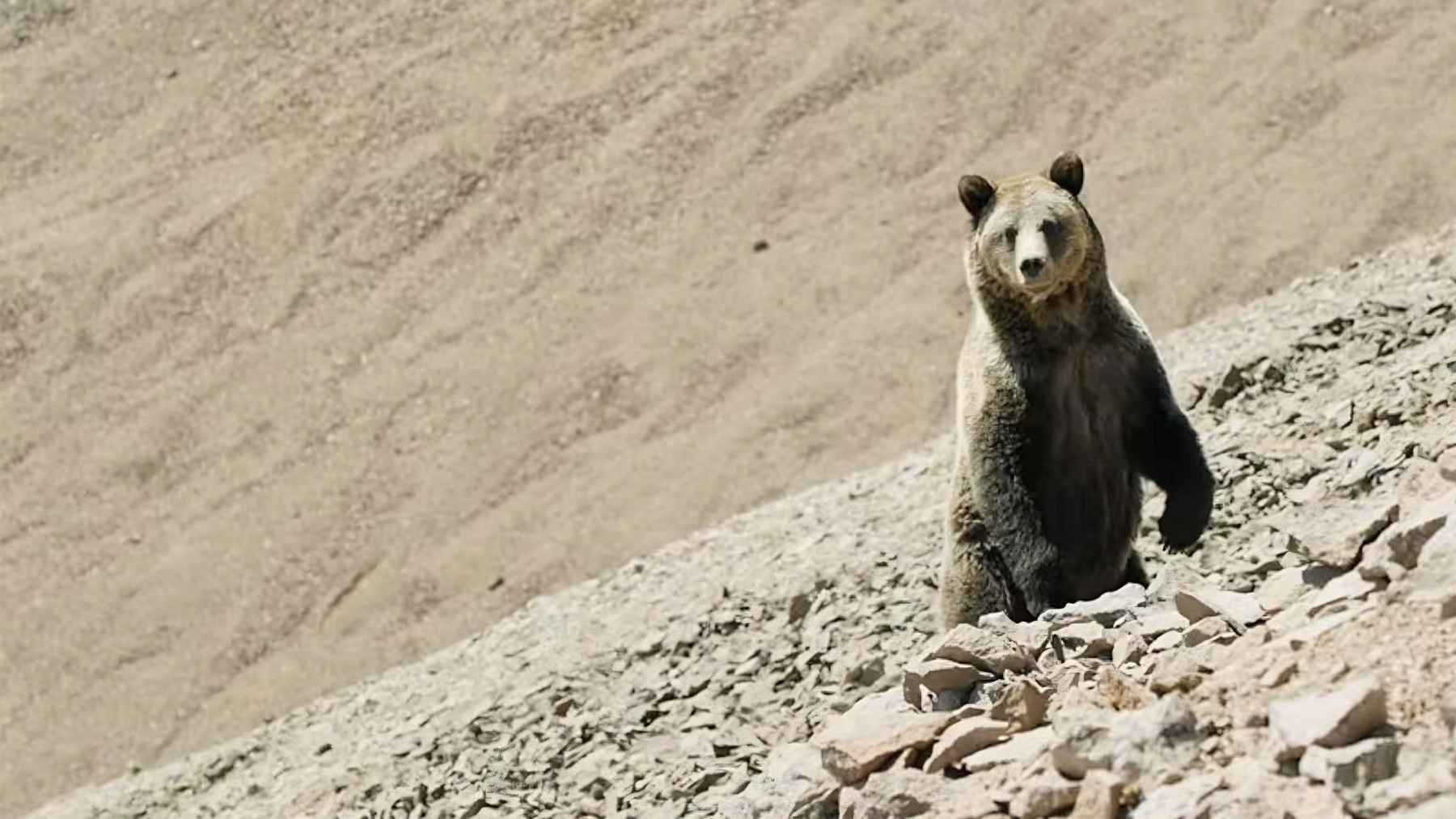 Grizzly bear standing on a rocky alpine slope in Yellowstone while searching for food.