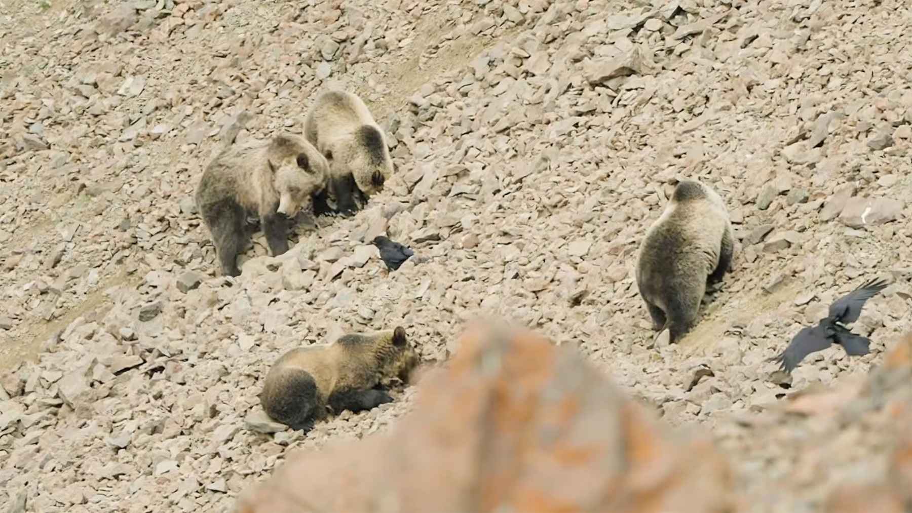 A filmmaker finds 47 grizzlies gorging on moths that taste like honey-roasted peanuts, and the bizarre buffet is real, seasonal, and shockingly intense 1 Group of grizzly bears foraging on a rocky alpine slope in the Greater Yellowstone Ecosystem.